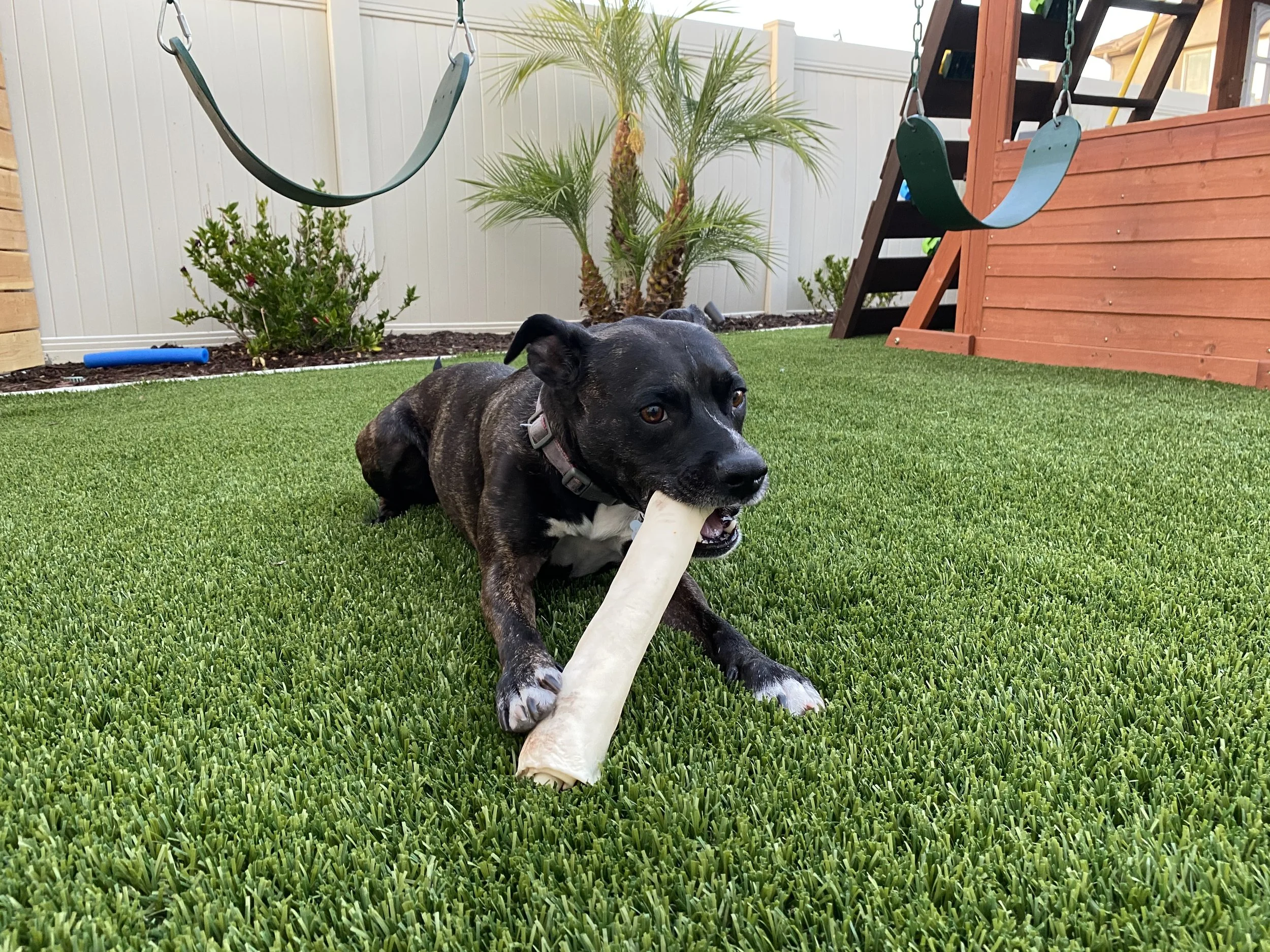 Pet Turf Installation