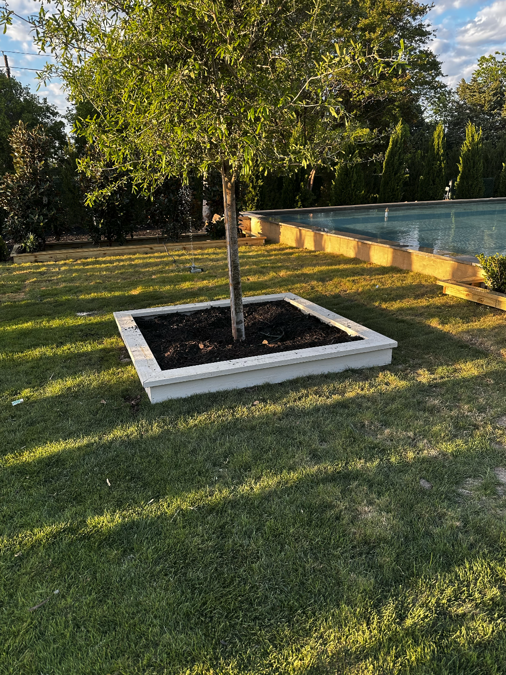 A young tree planted in a white raised bed in a backyard, with a swimming pool and trees in the background under a partly cloudy sky.