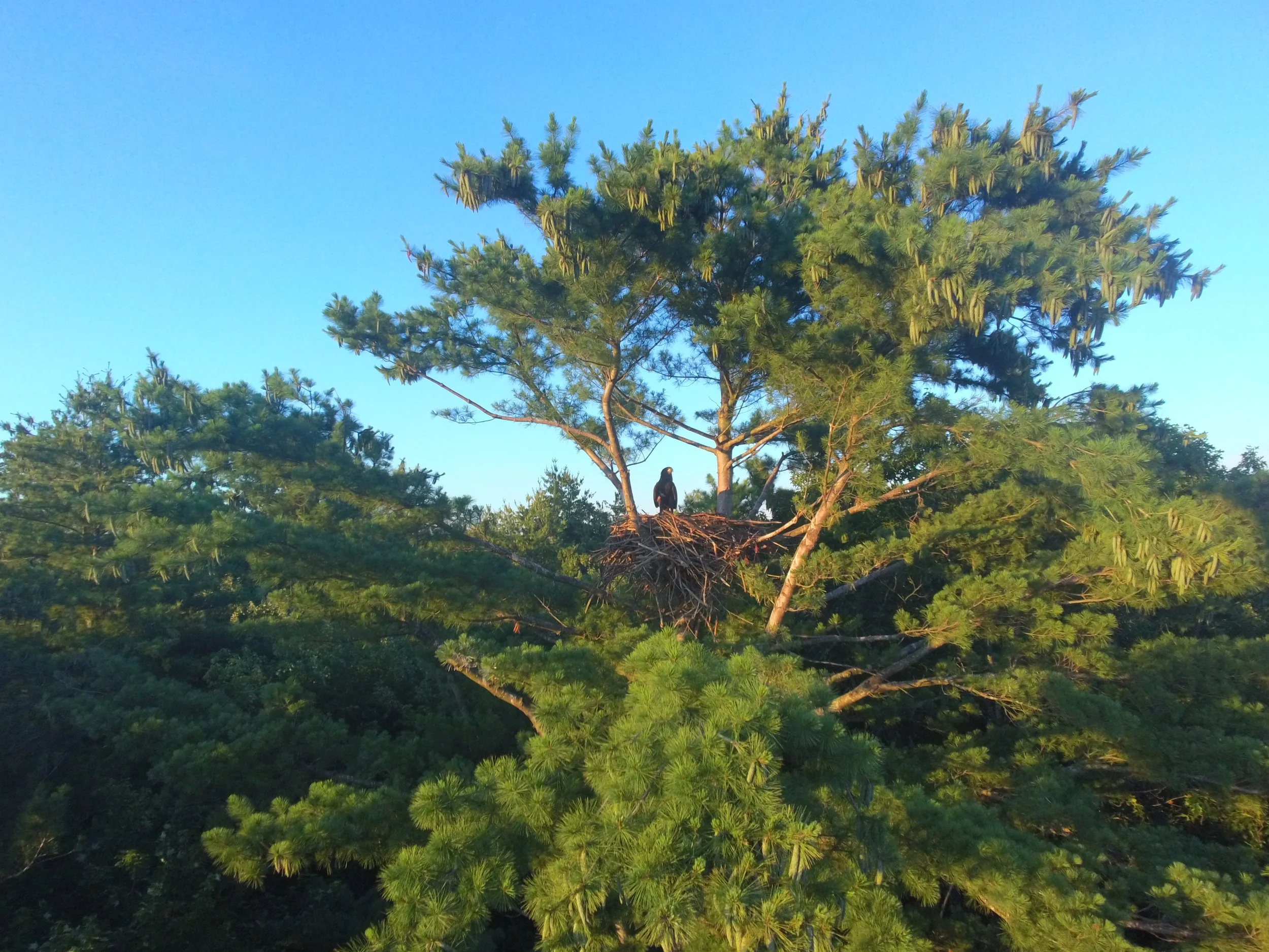 A black bird sitting on a nest in a tall pine tree against a clear blue sky.