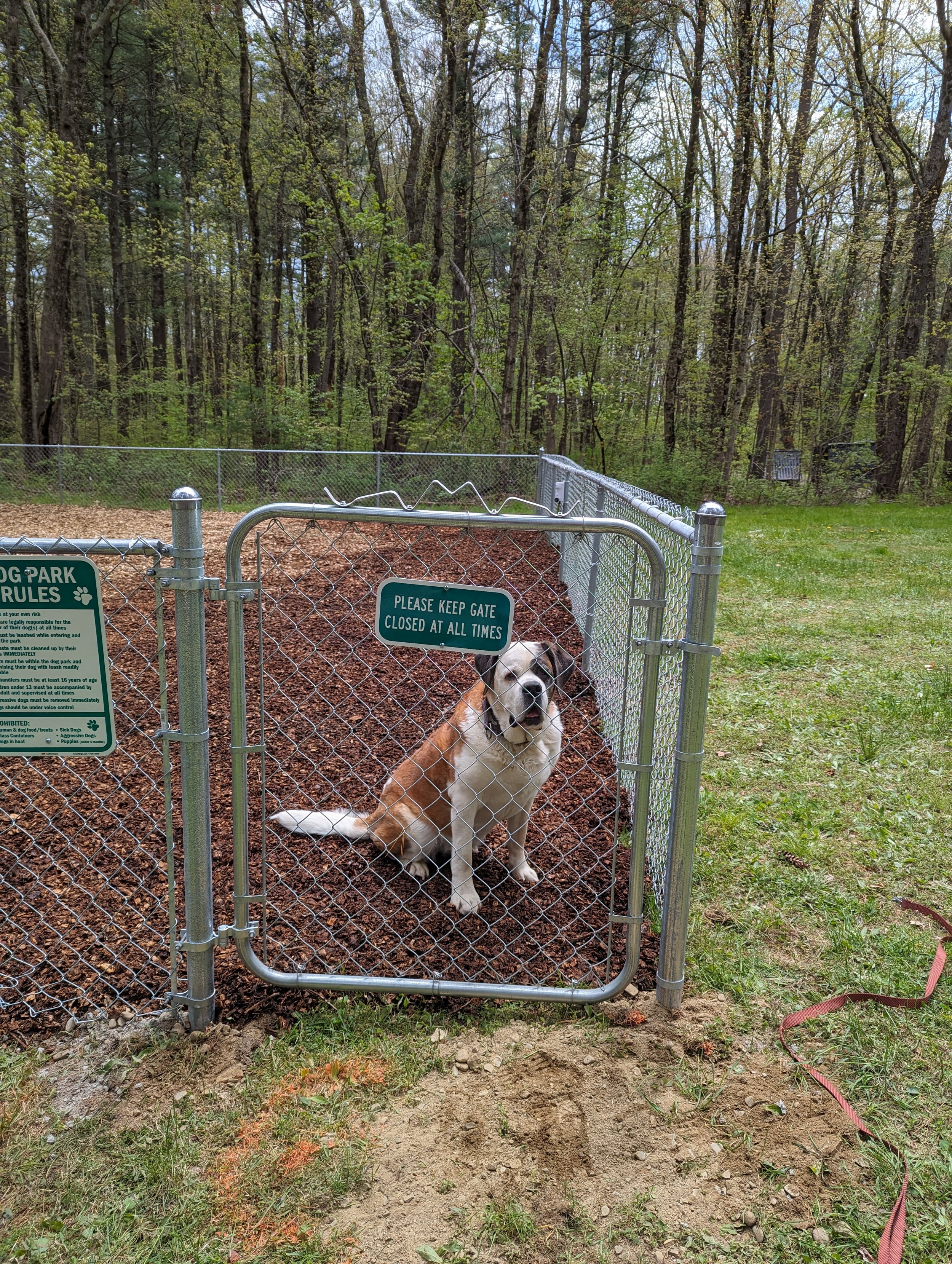 A Saint Bernard dog sitting inside a fenced dog park area with a sign that reads 'Please keep gate closed at all times.' The dog park has a dirt ground and is surrounded by tall trees and grass.