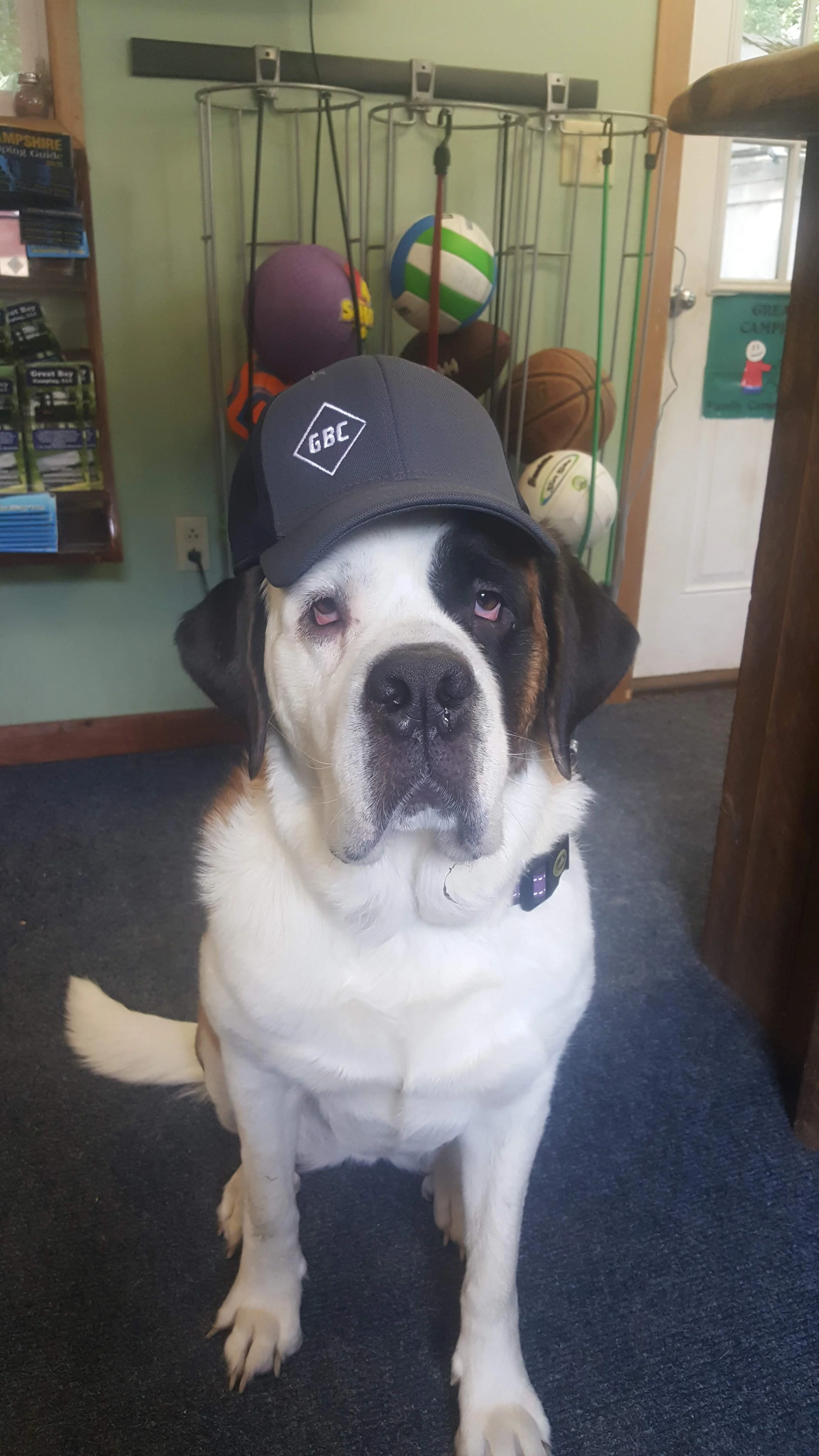 A large dog, possibly a Saint Bernard mix, sitting on a carpeted floor in a room. The dog is wearing a black baseball cap tilted backwards and has a calm, slightly sleepy expression.