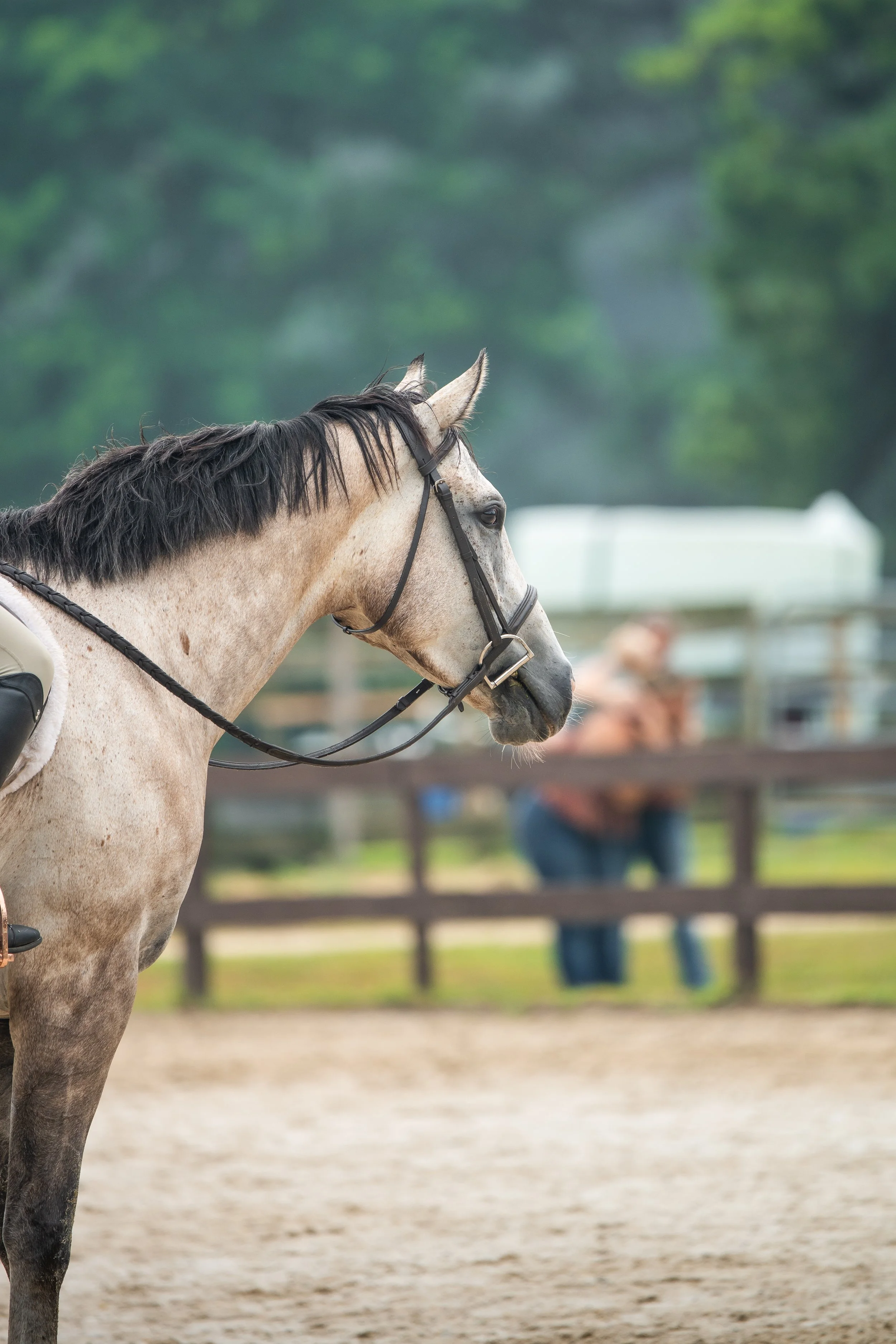 horse show photo long island.jpg