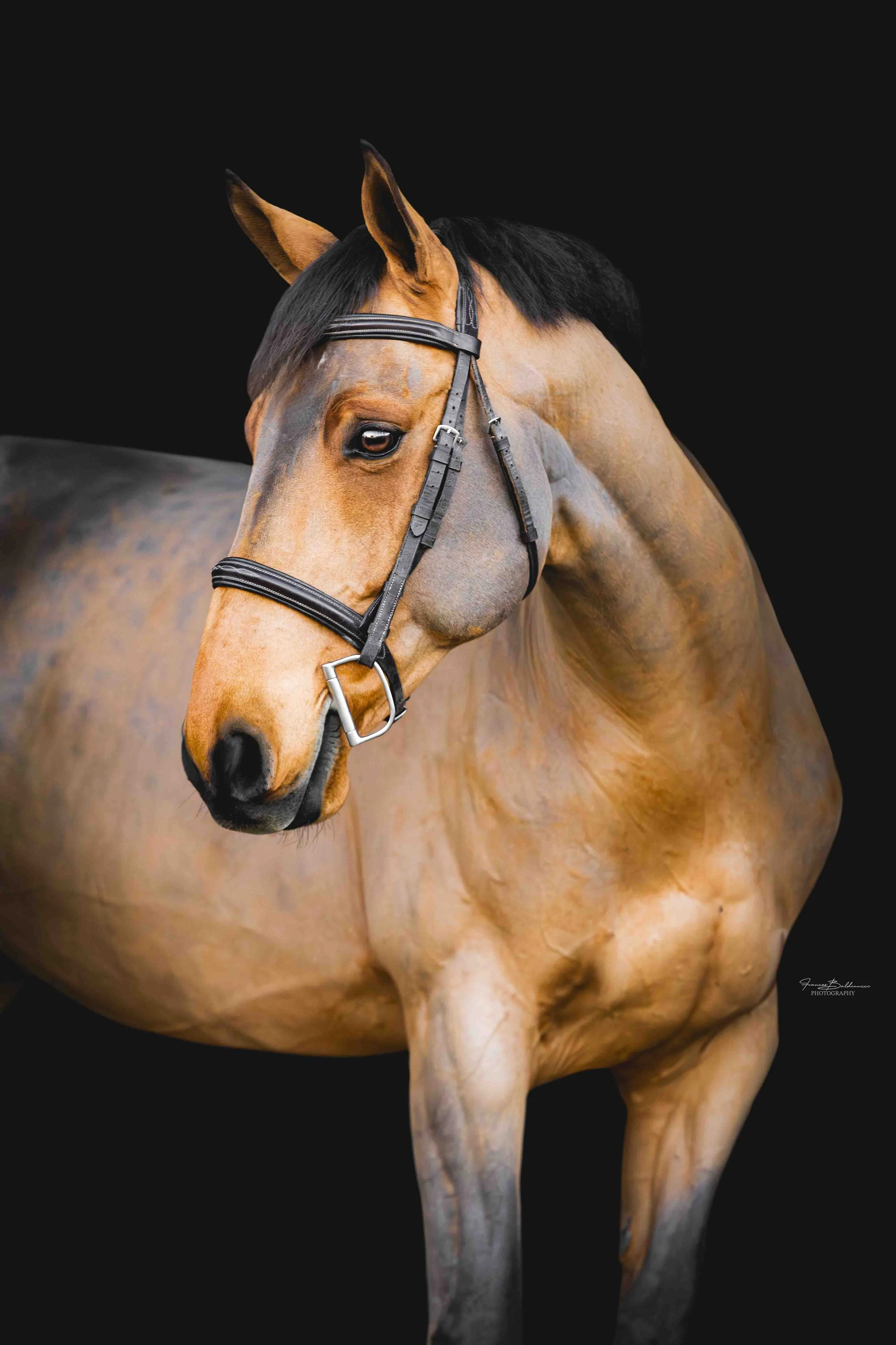 Black background session for warmblood gelding