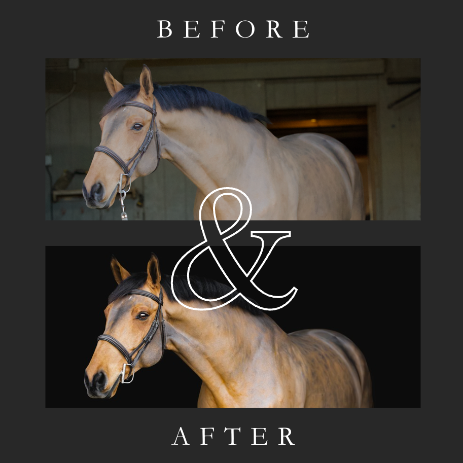 Comparison of a horse before and after grooming, with 'BEFORE' text above the top image and 'AFTER' text below the bottom image, with an ampersand in the center connecting the two images. Black Background session