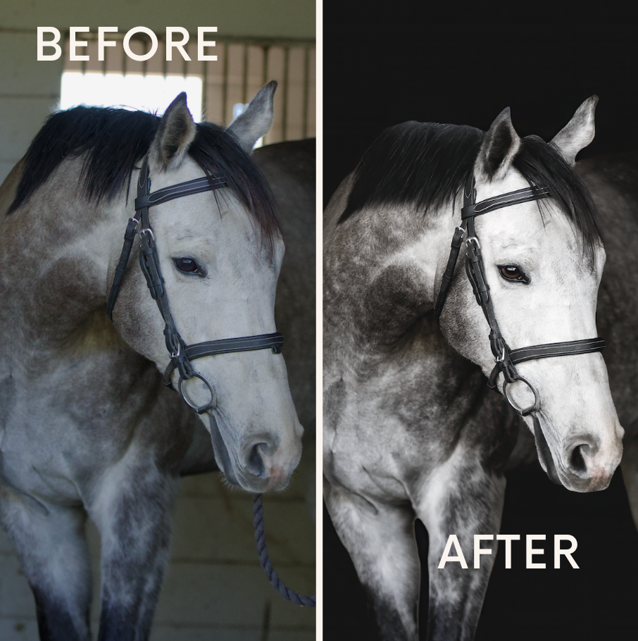 Side-by-side comparison of a white and gray horse, labeled 'Before' and 'After'. The 'Before' horse is in a bright stable, the 'After' horse has a darker background. Black background session