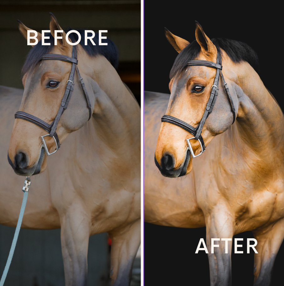 Comparison of a horse before and after grooming; the horse has a shiny coat and neat appearance in the after image, with a dark background. Black background session