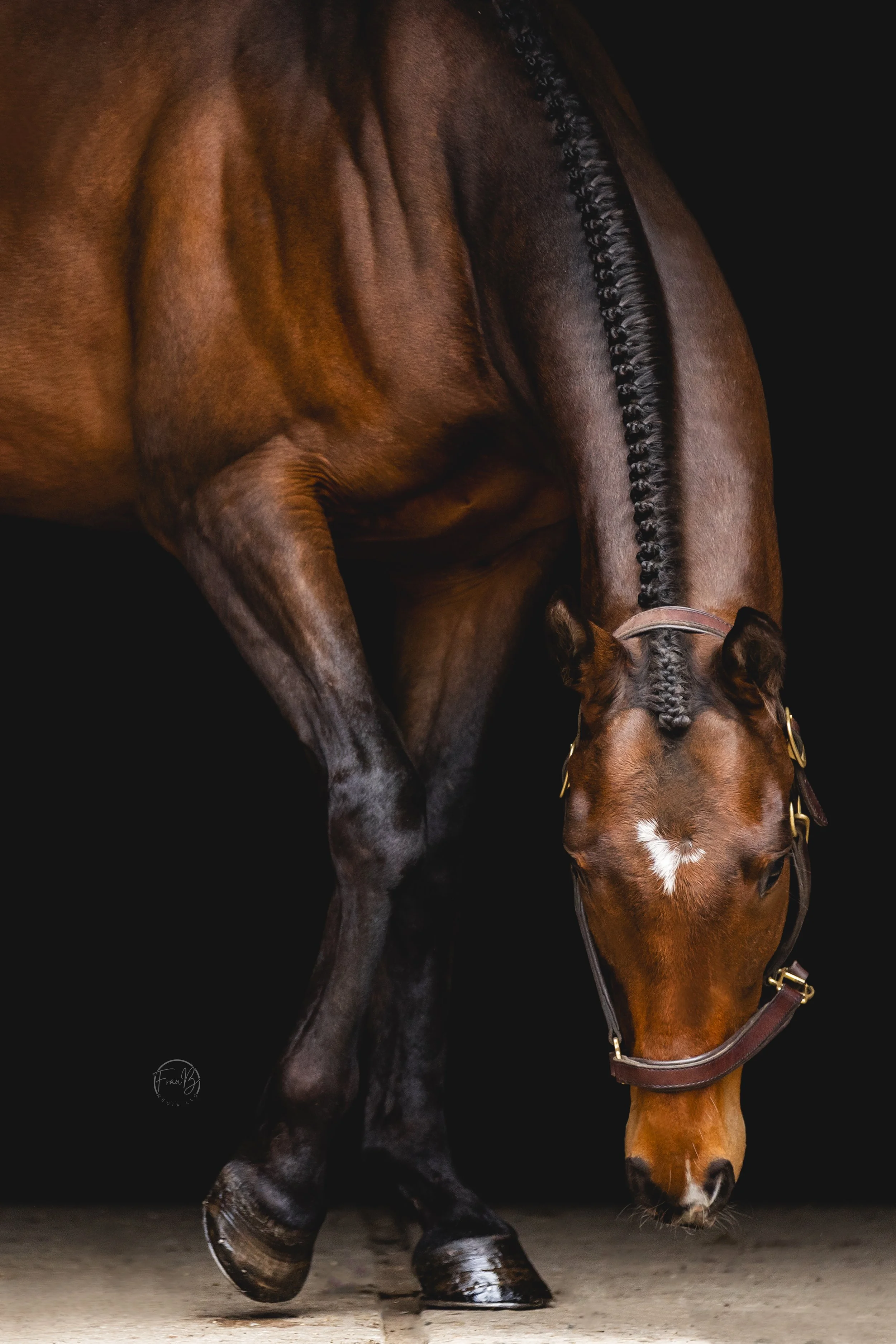 A brown horse with a black mane and tail stands on a stable floor against a dark background, with its head lowered.