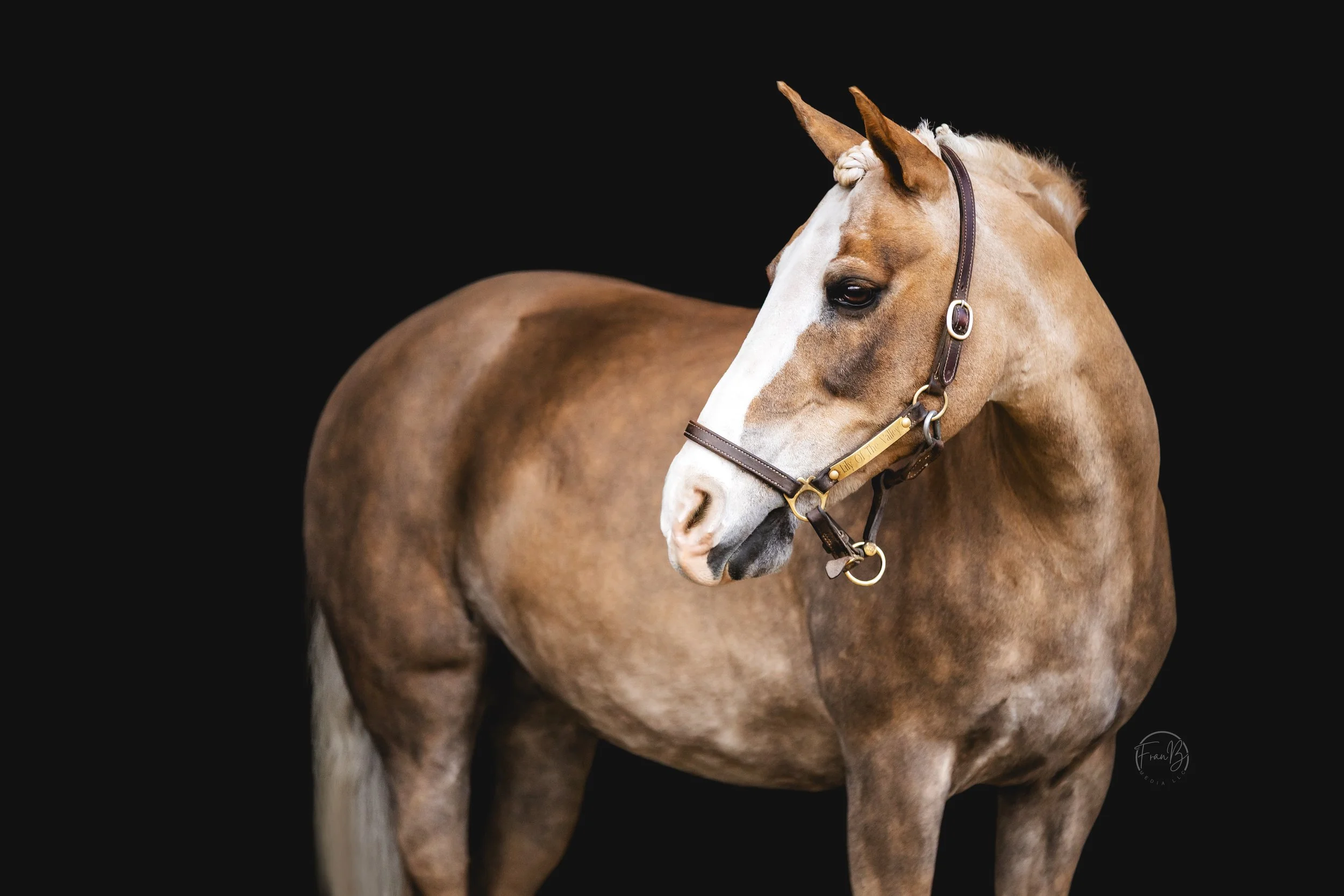 Close-up of a brown horse with a white stripe on its face, wearing a leather halter, against a black background.