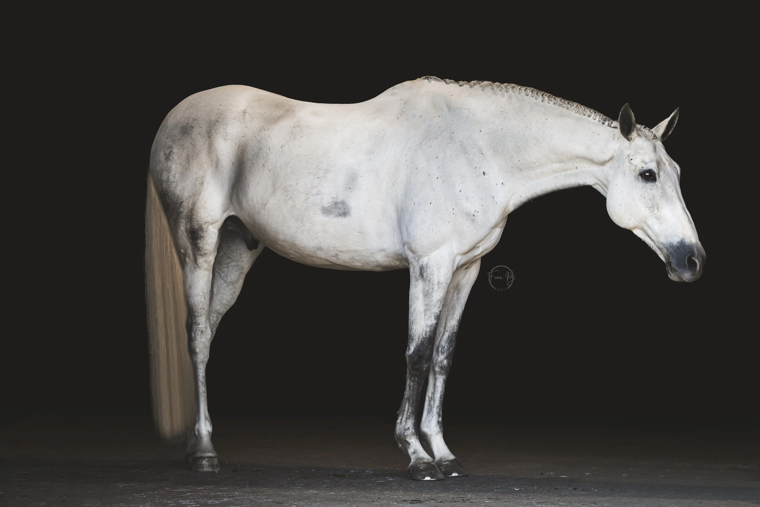 A white horse standing on a dark background, facing to the right, with a braided mane and slightly visible tail.