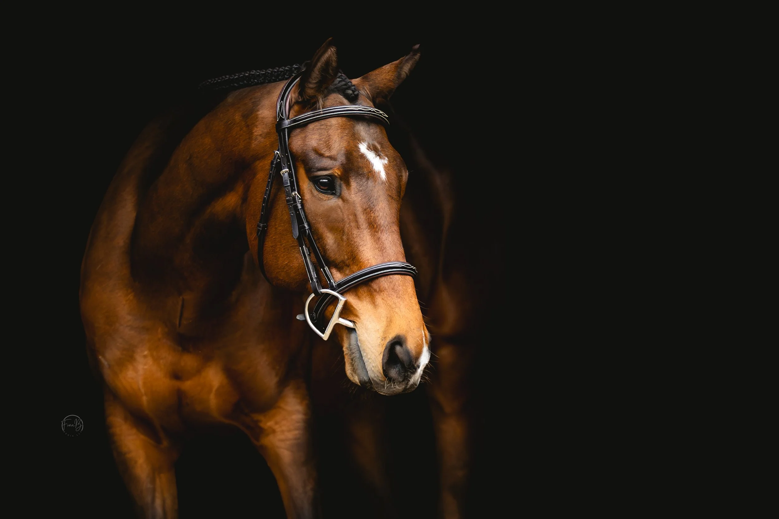 A close-up image of a brown horse with a black bridle against a black background.