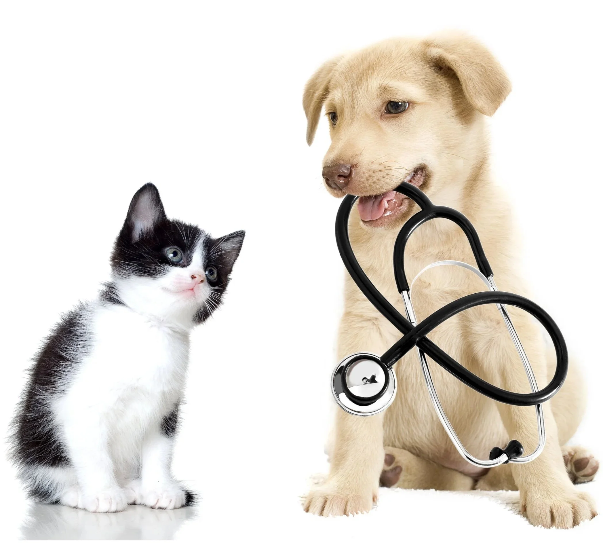 Dr Pet Animal Hospital, Beaumont, AB, Canada