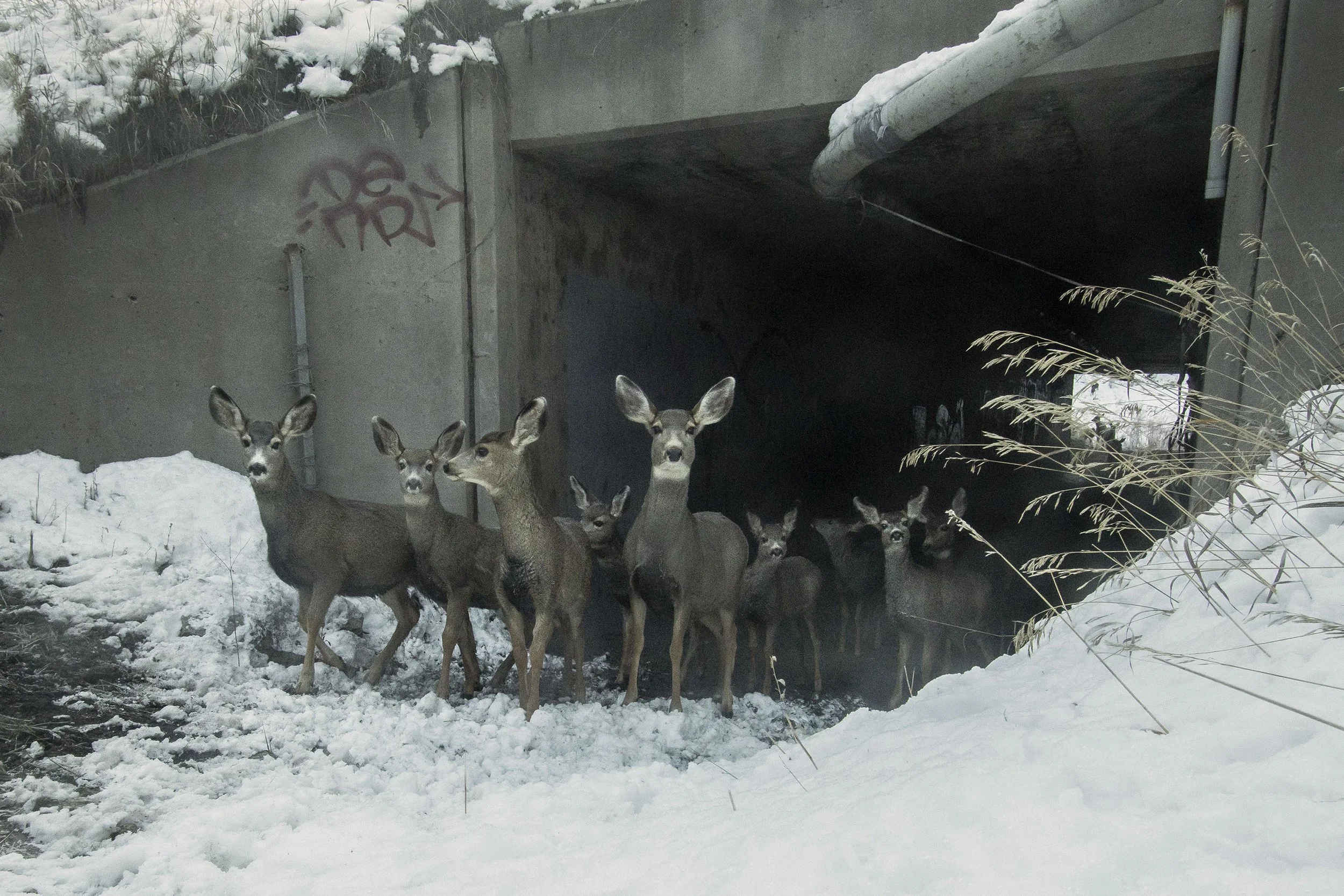 MULE DEER EXITING BOX CULVERT, DOWD CANYON (Camera Trap Image)
