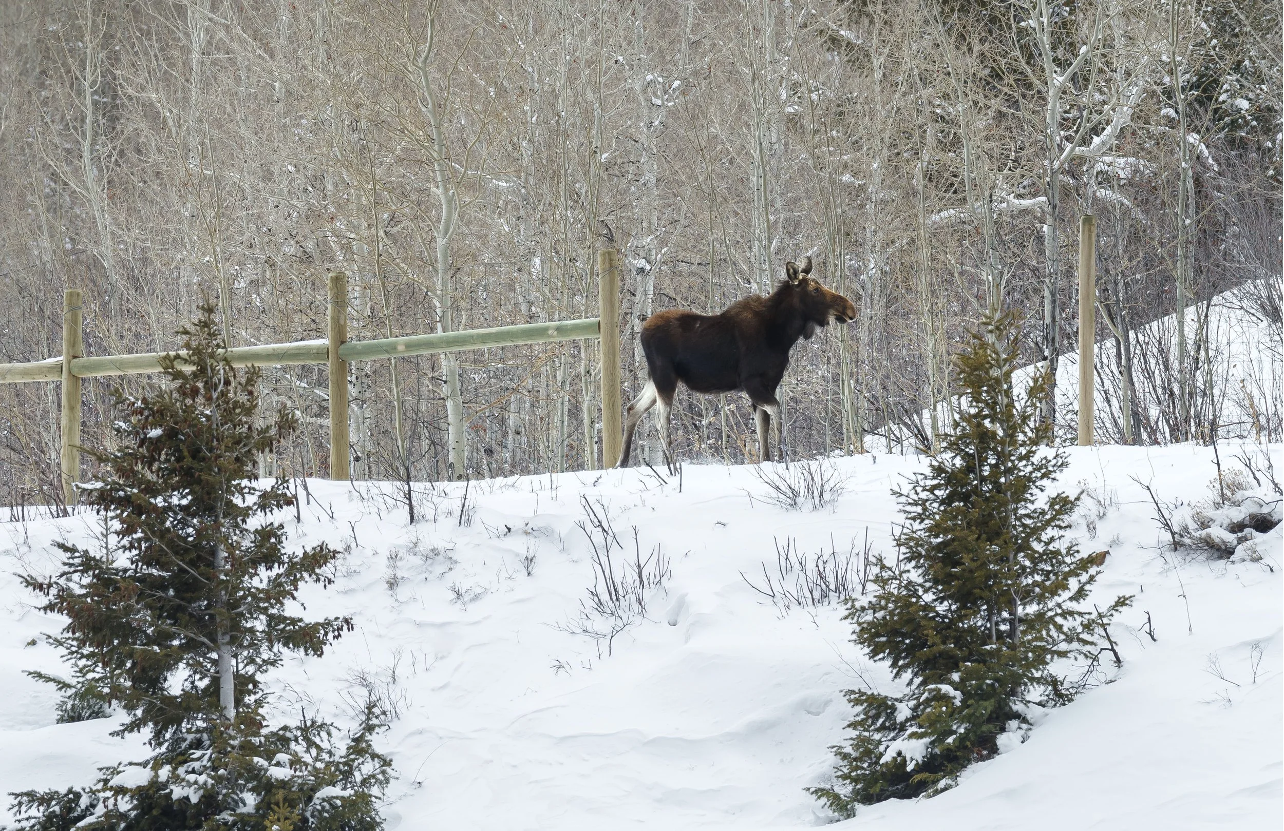 MOOSE TRAPPED ON THE WRONG SIDE OF THE FENCE, DOWD JUNCTION