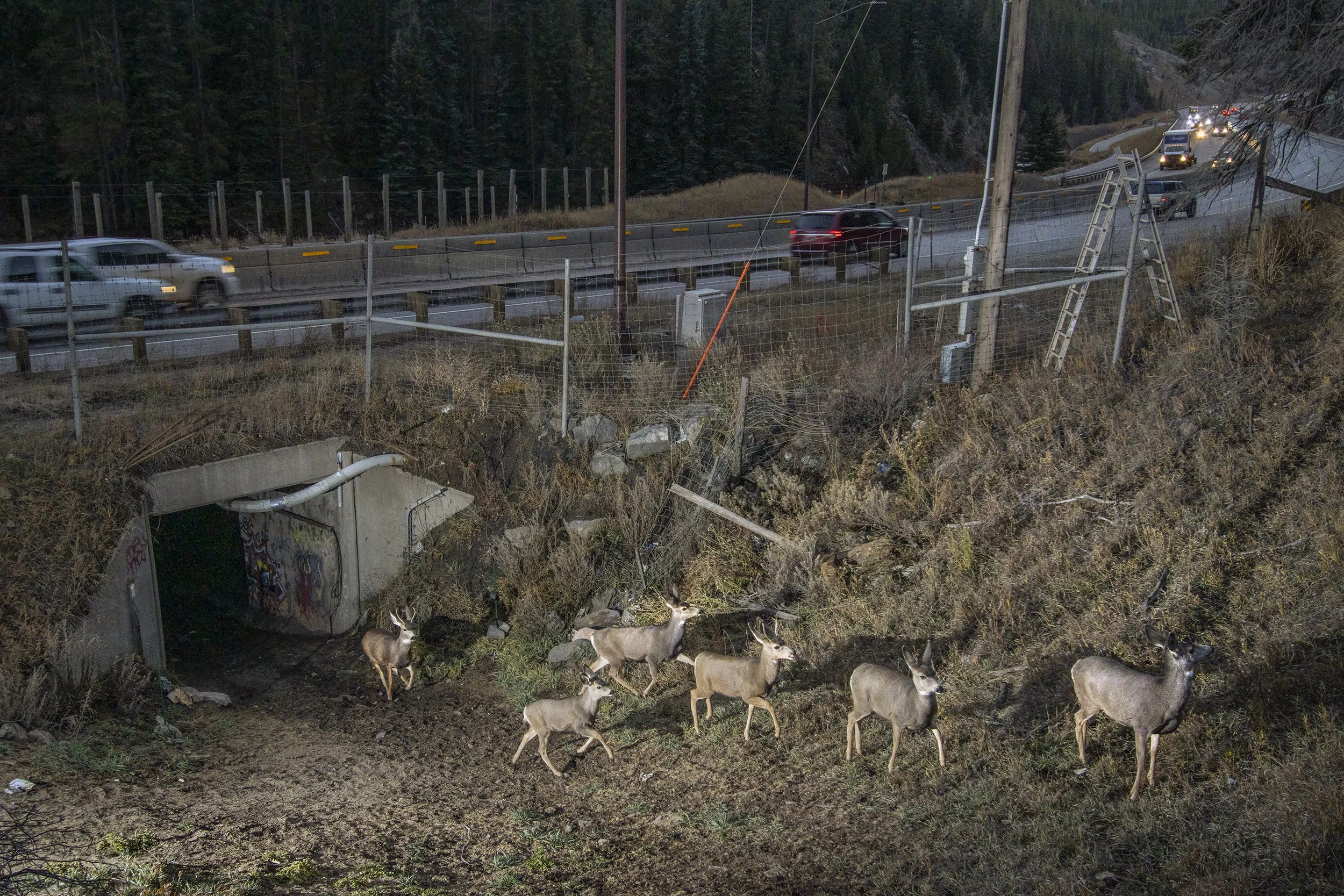 MULE DEER EXITING BOX CULVERT, DOWD CANYON (Camera Trap Image)
