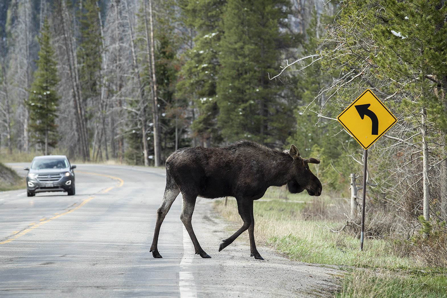 MOOSE CROSSING U.S. 6 NEAR RED CLIFF