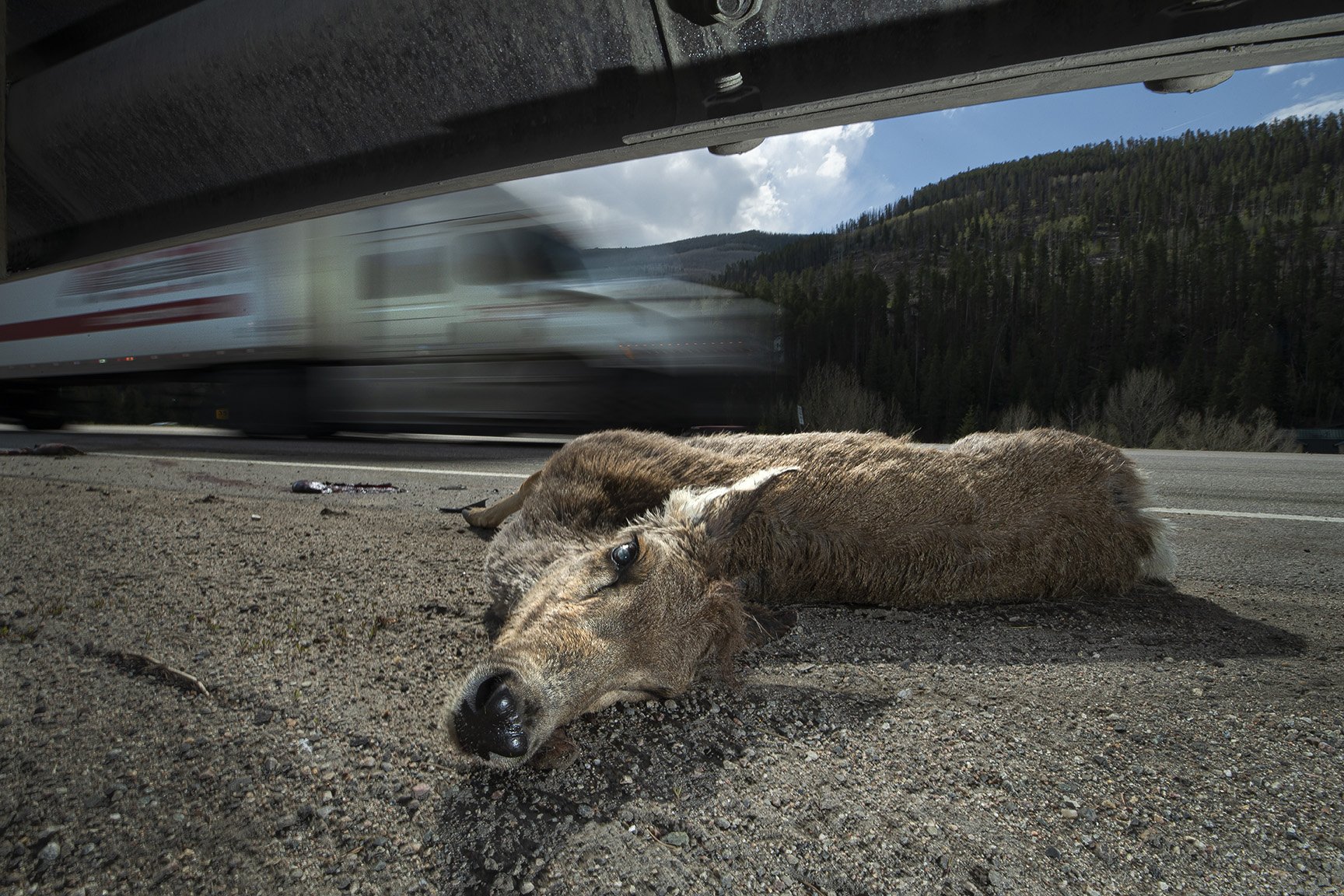 MULE DEER KILLED BY VEHICLE IMPACT, WEST VAIL
