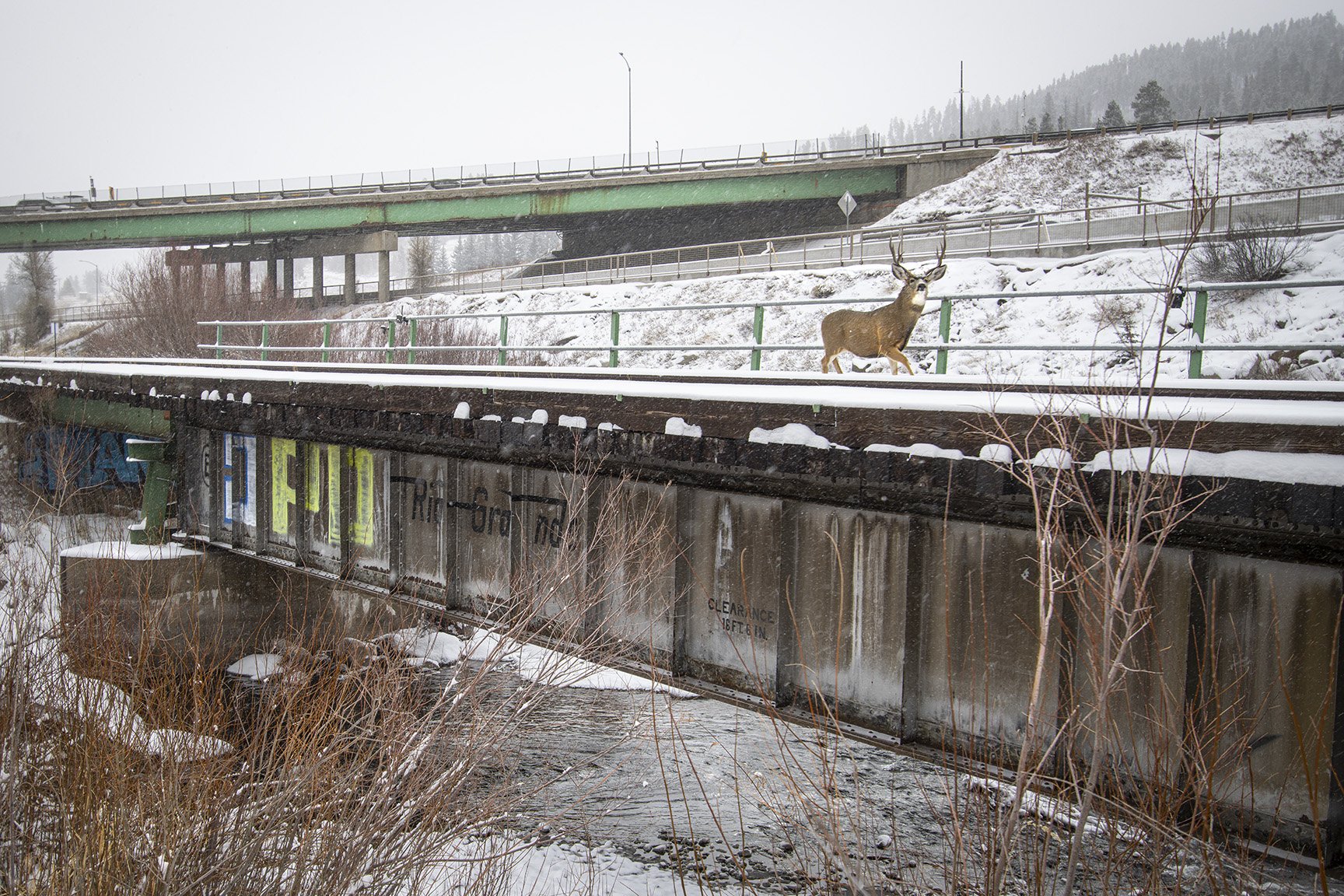 MULE DEER BUCK CROSSING RAILROAD BRIDGE, DOWD JUNCTION (Camera Trap Image)
