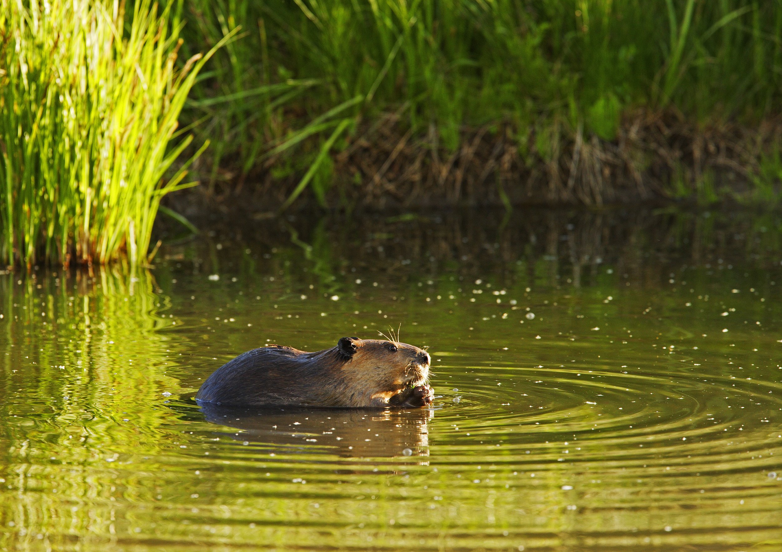 BEAVER FORAGING IN POND