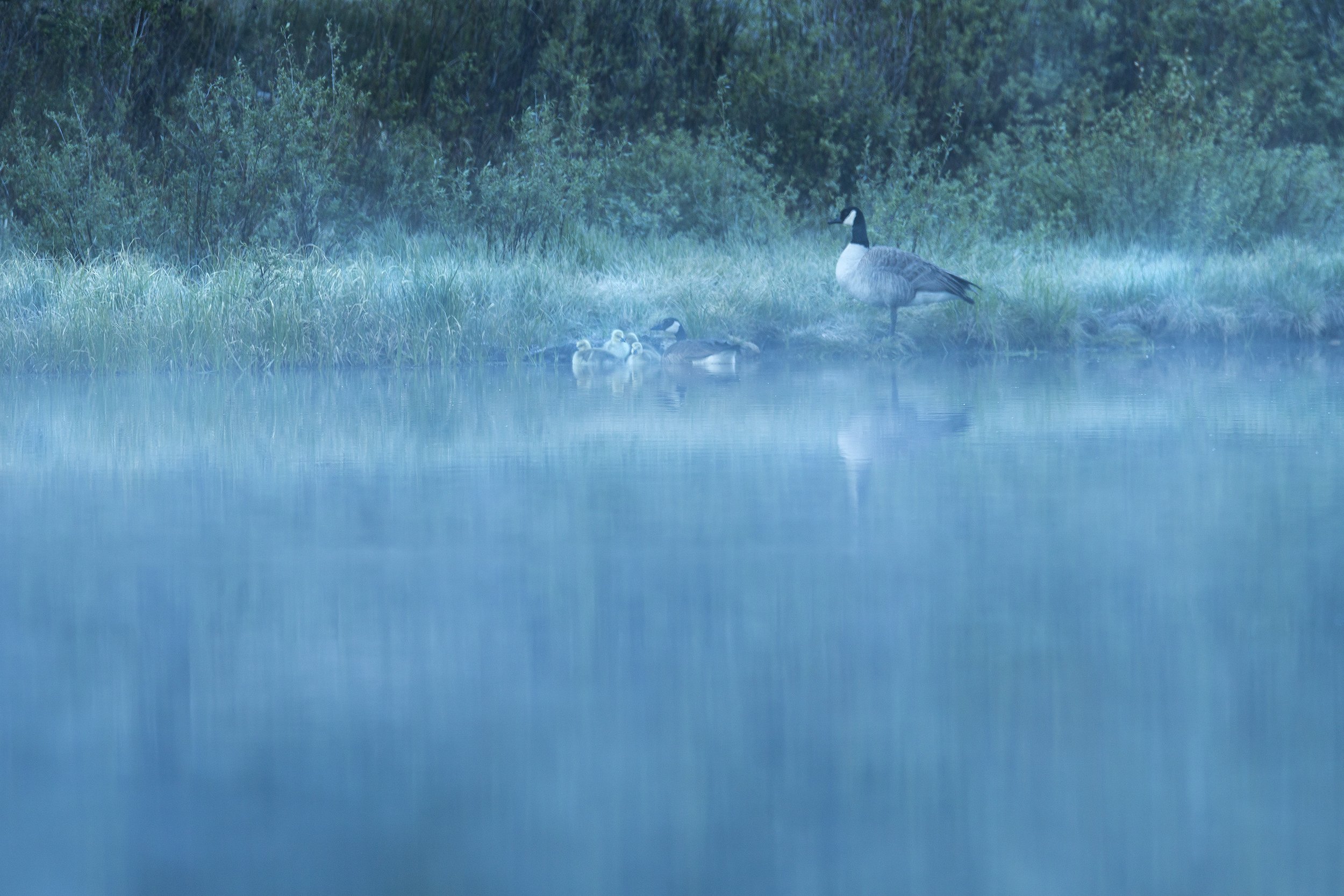 CANADA GEESE IN MORNING MIST
