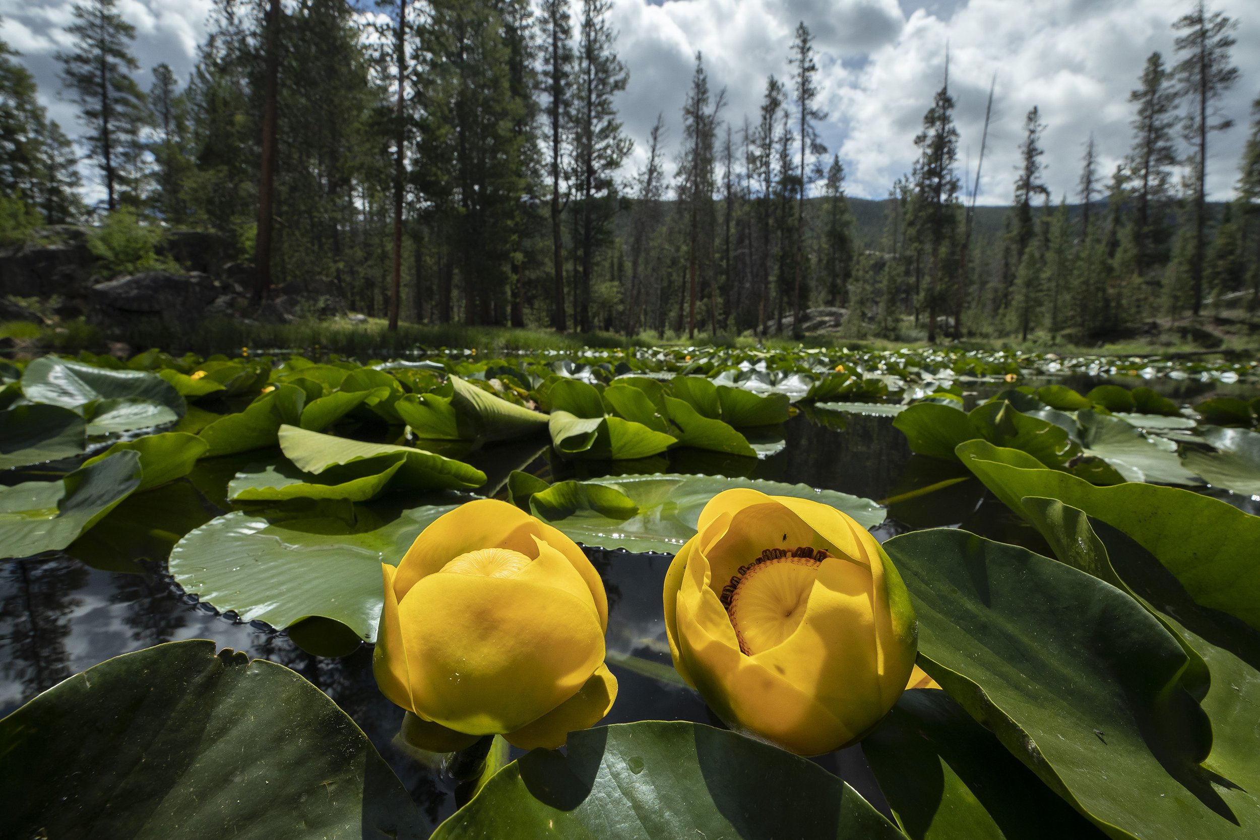 POND LILIES BLOOMING IN EARLY SUMMER 