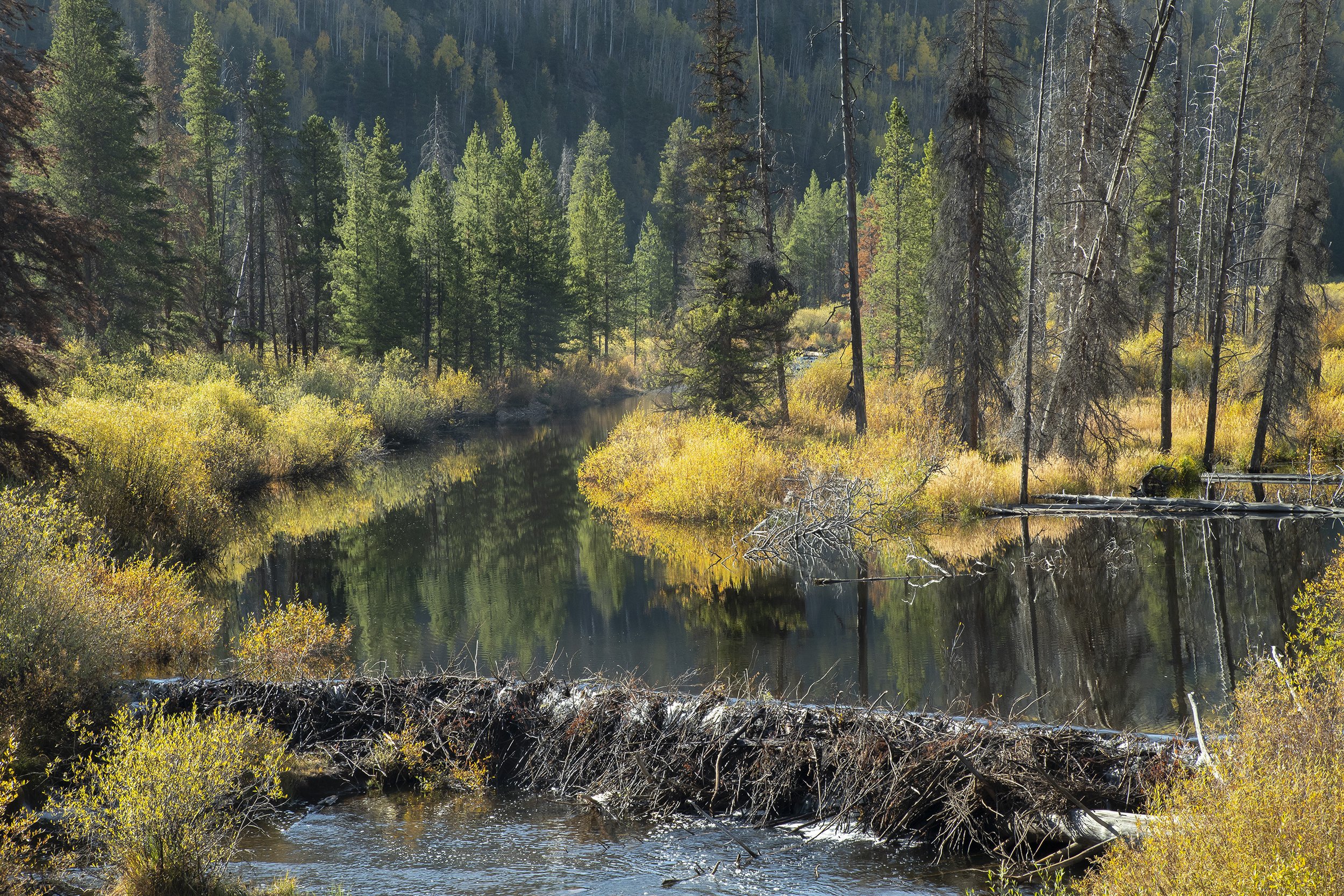 BEAVER DAM, AUTUMN
