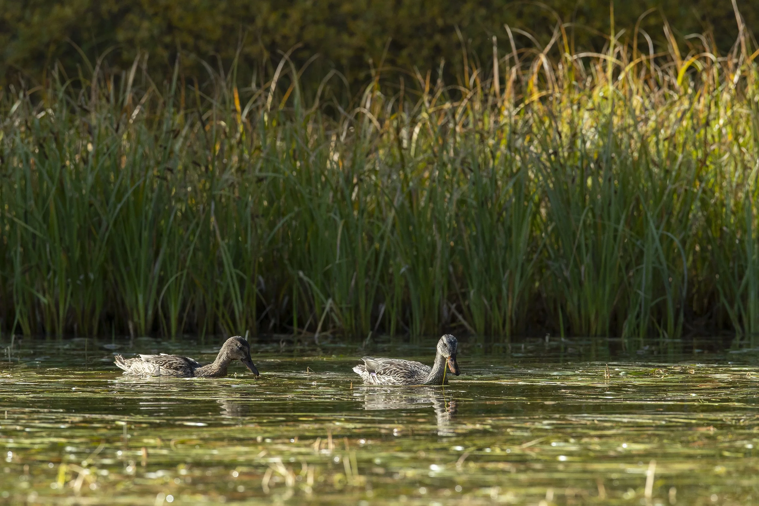 DUCKS FORAGING IN BEAVER POND