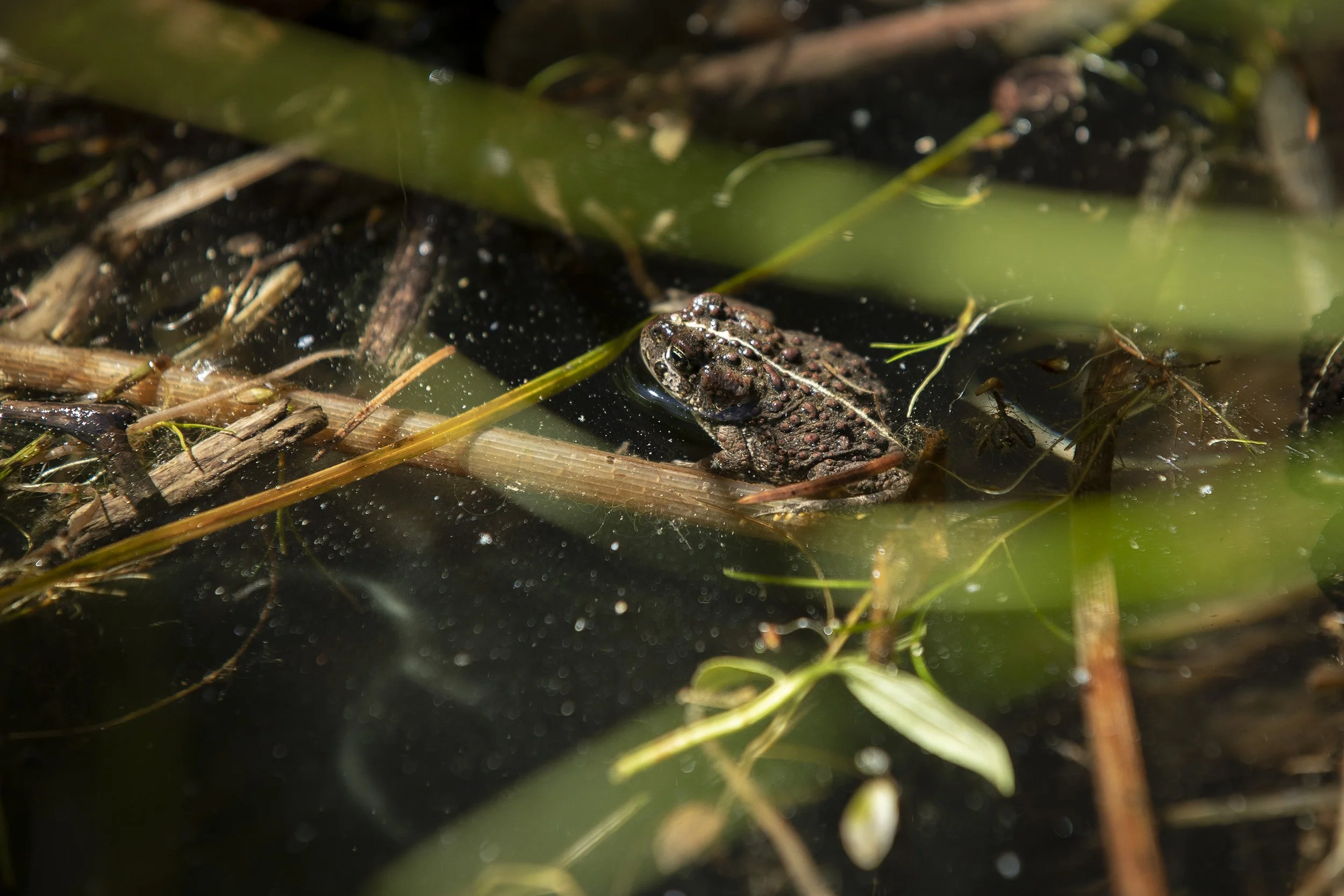 BOREAL TOAD, SUMMER