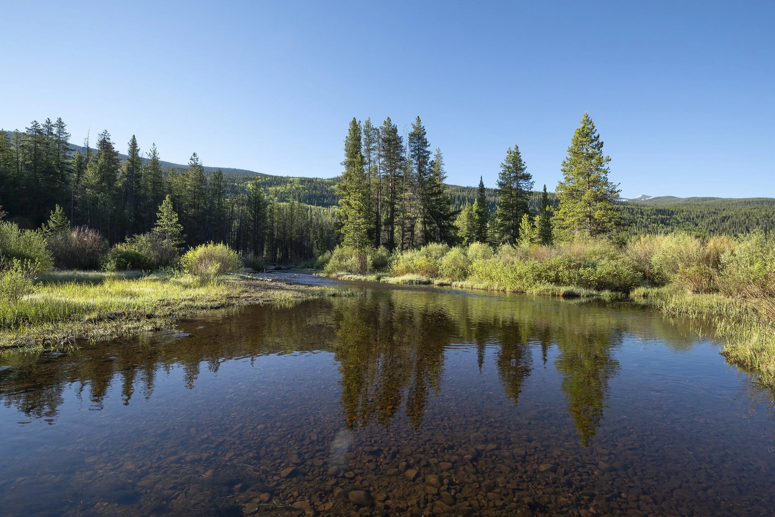 RIPARIAN AREA NEAR WHITNEY CREEK
