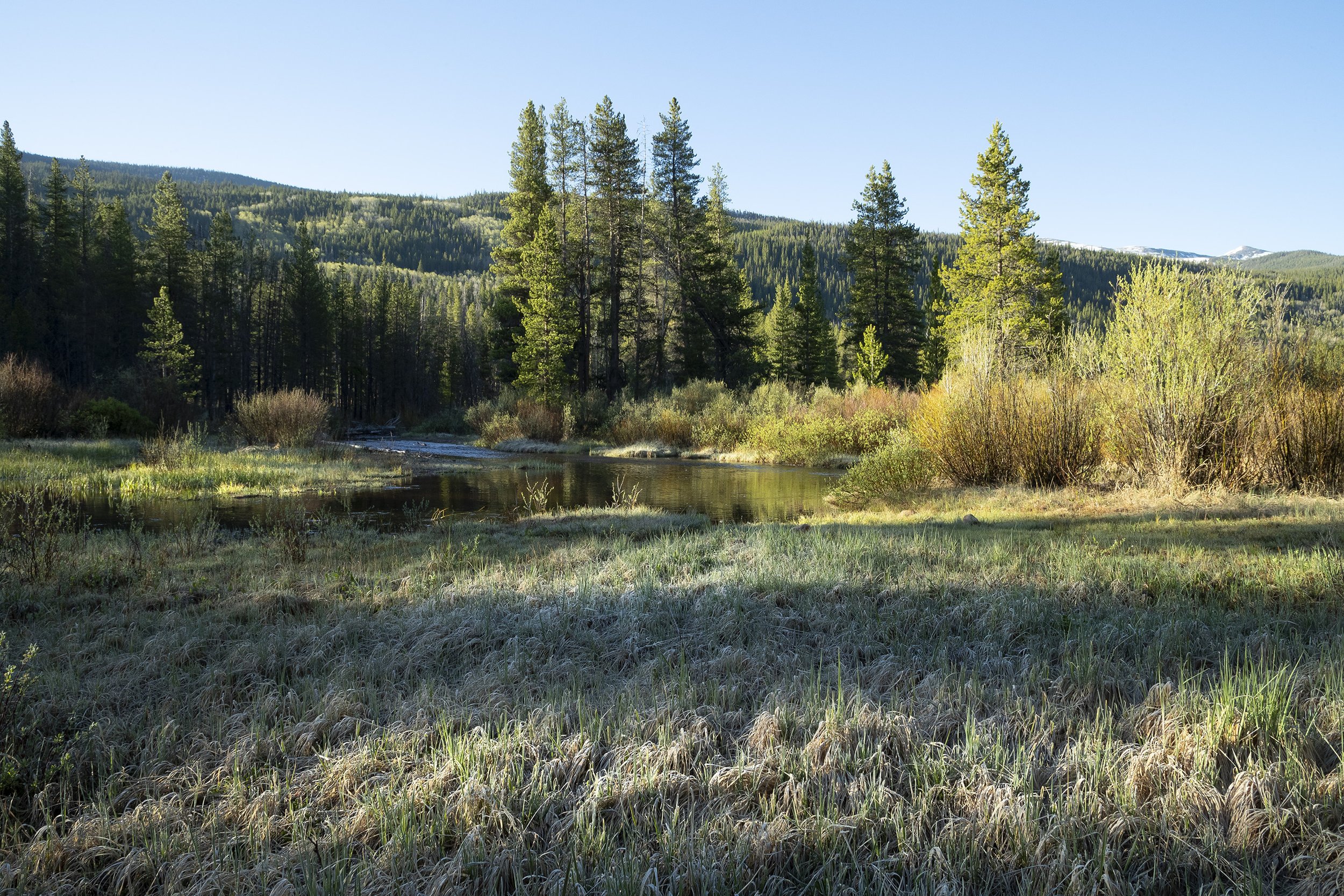 RIPARIAN AREA NEAR WHITNEY CREEK