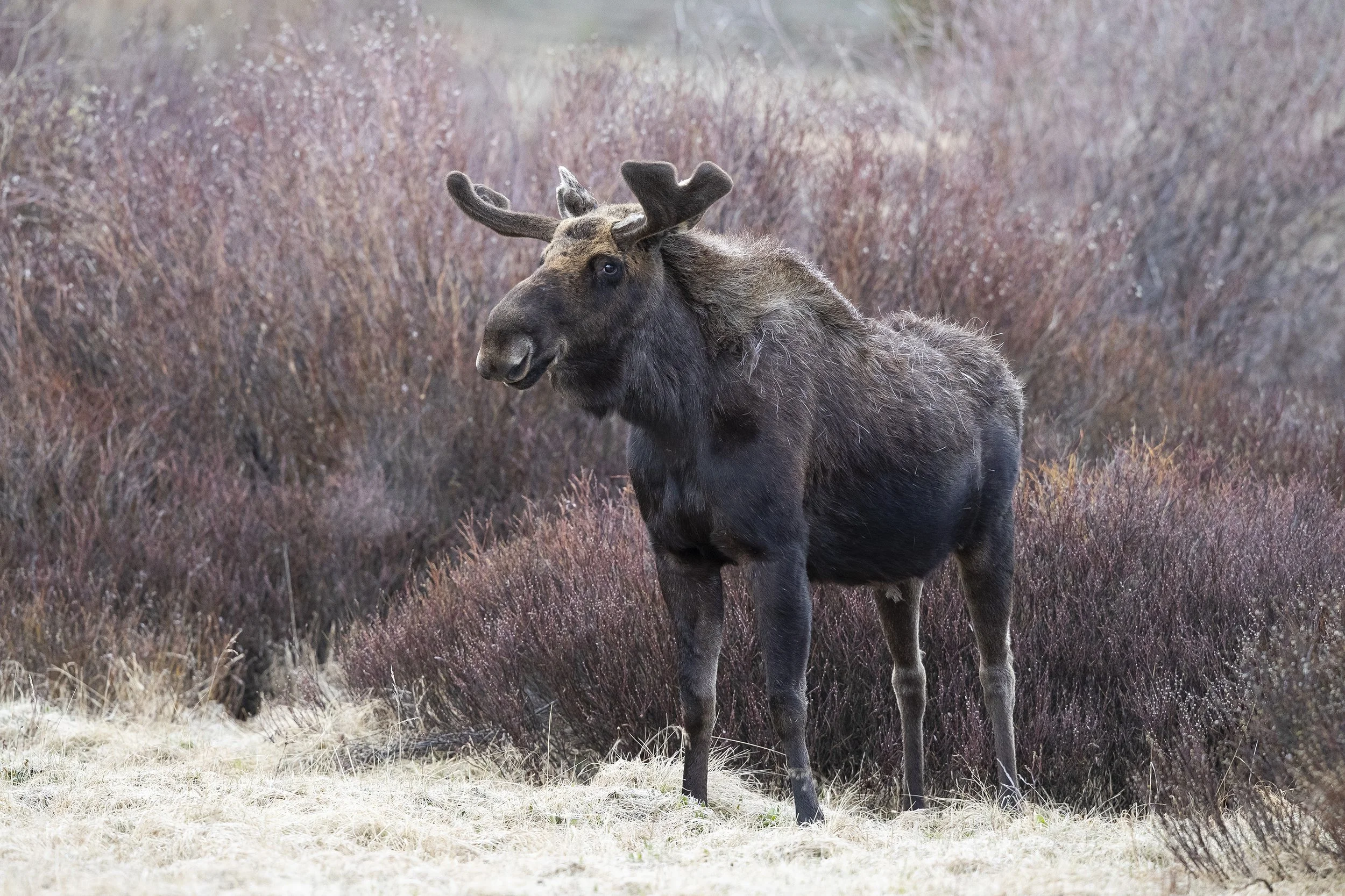 BULL MOOSE, SPRING