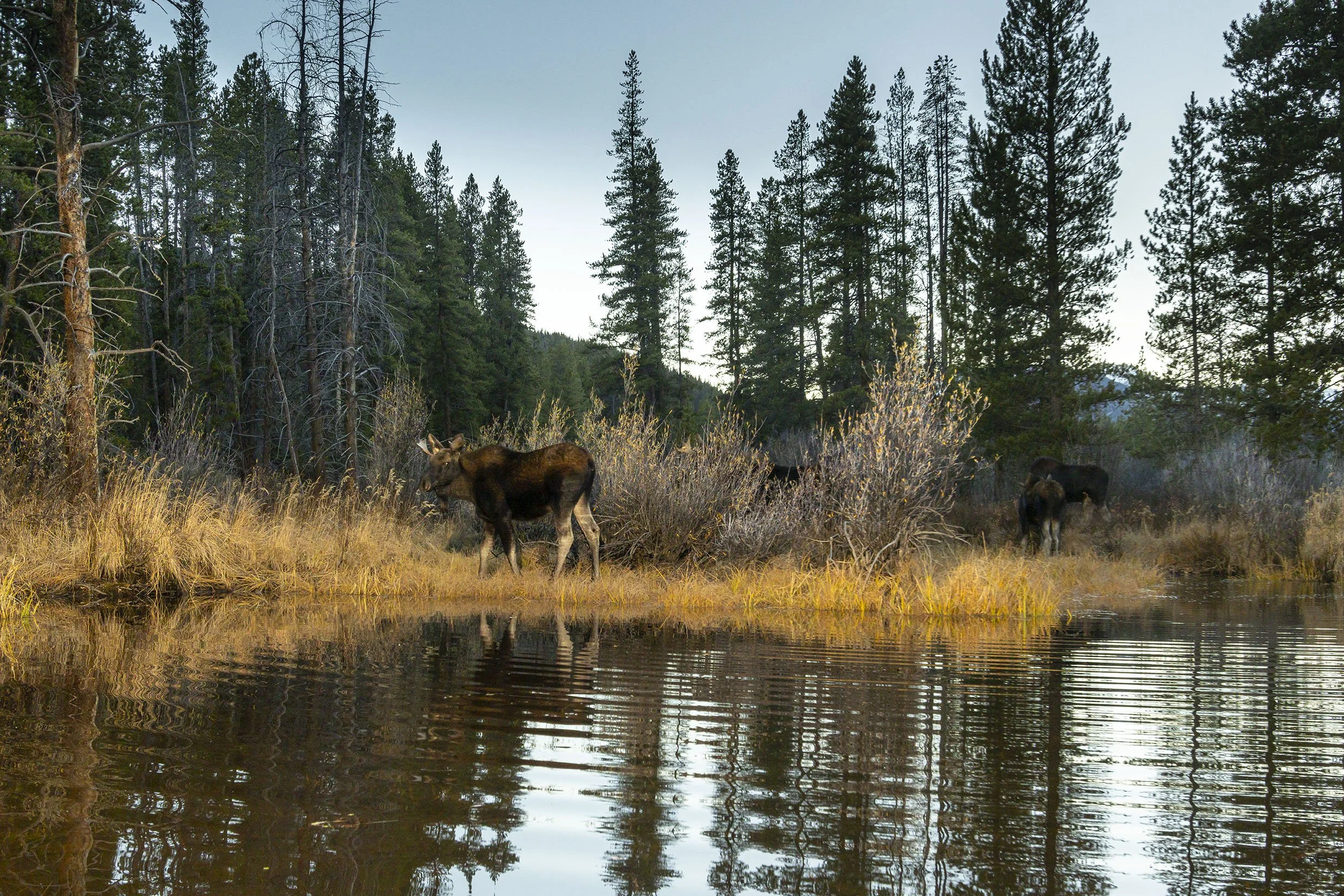 FORAGING MOOSE FAMILY, AUTUMN (Camera Trap Image)