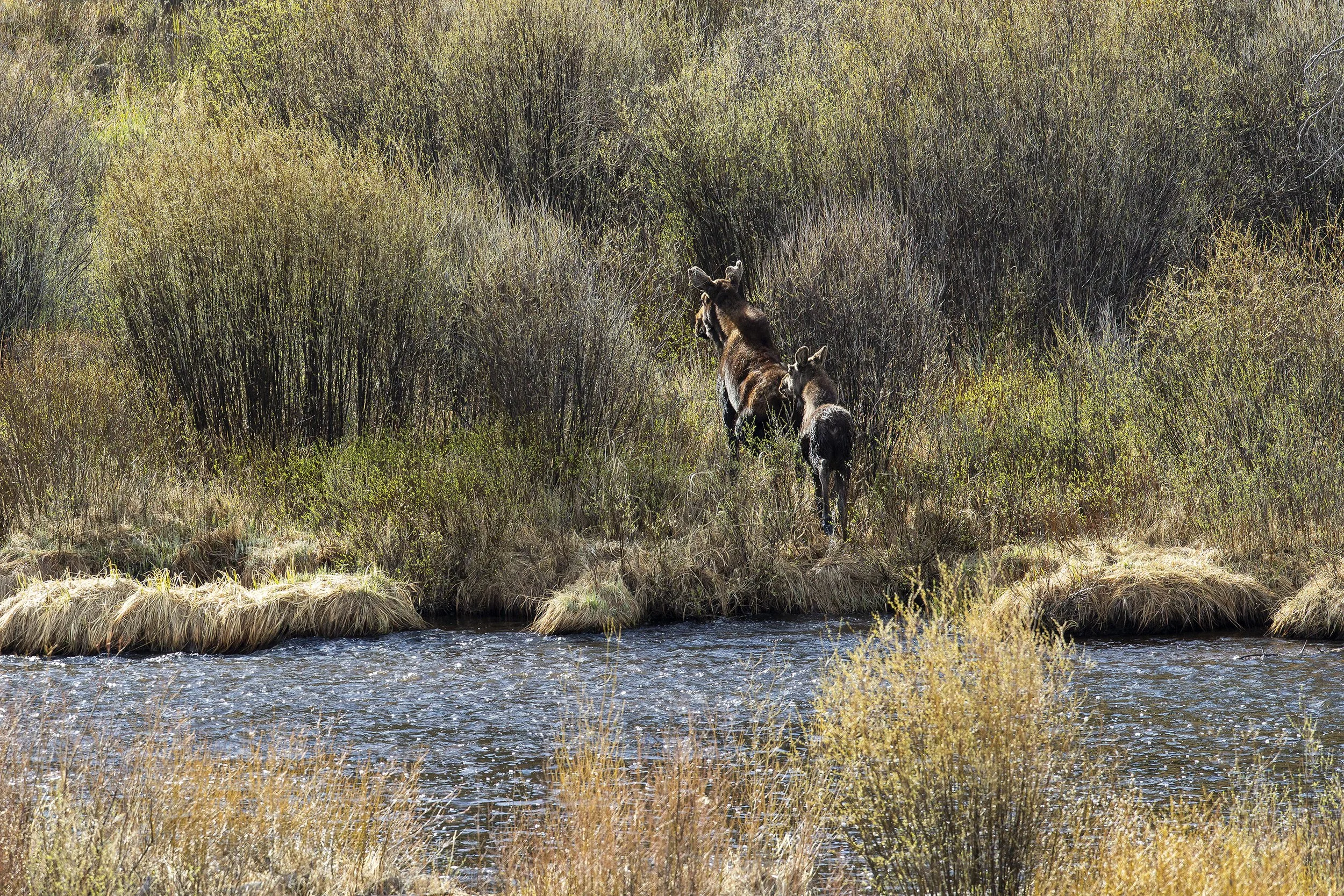 MOOSE COW AND CALF, SPRING 