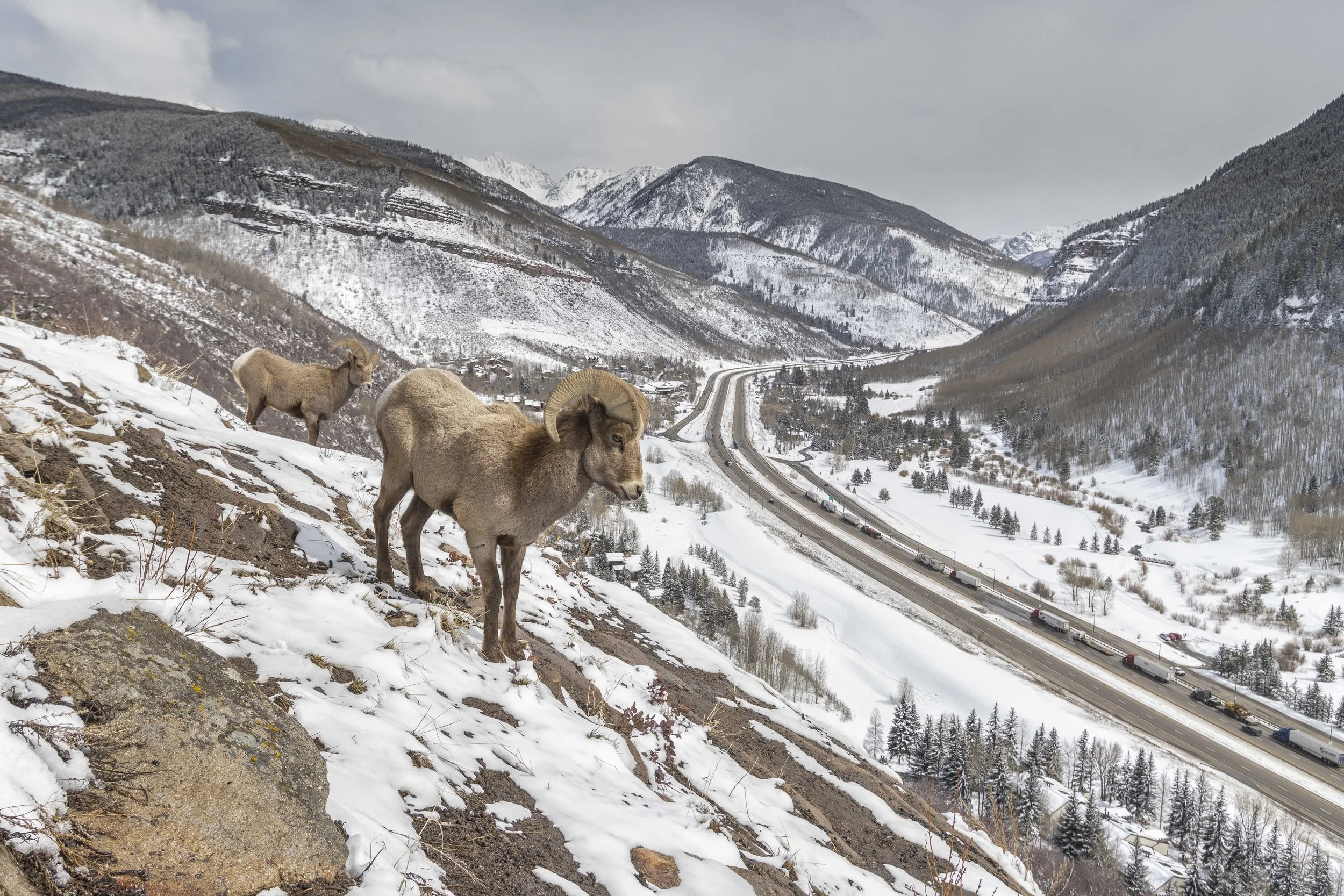 BighornRams-1.jpg