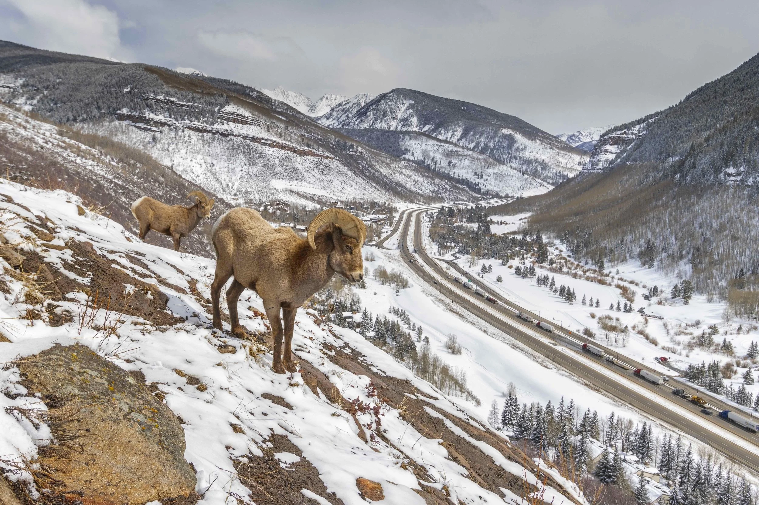 BighornRams-1.jpg