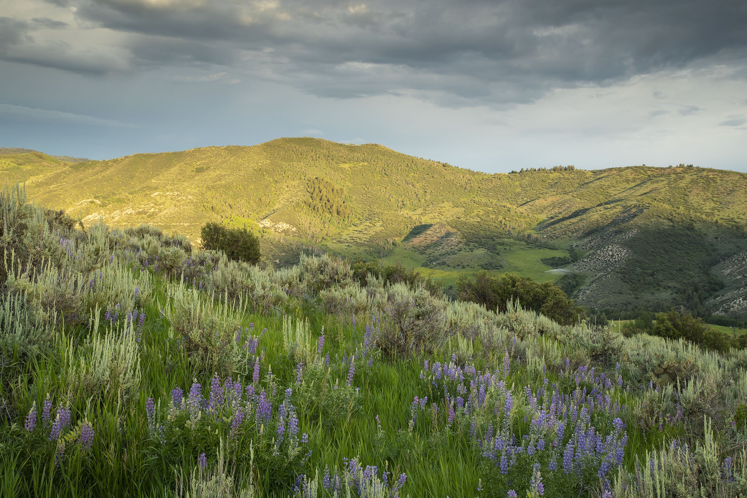 HOMESTEAD "L" OPEN SPACE, EDWARDS 