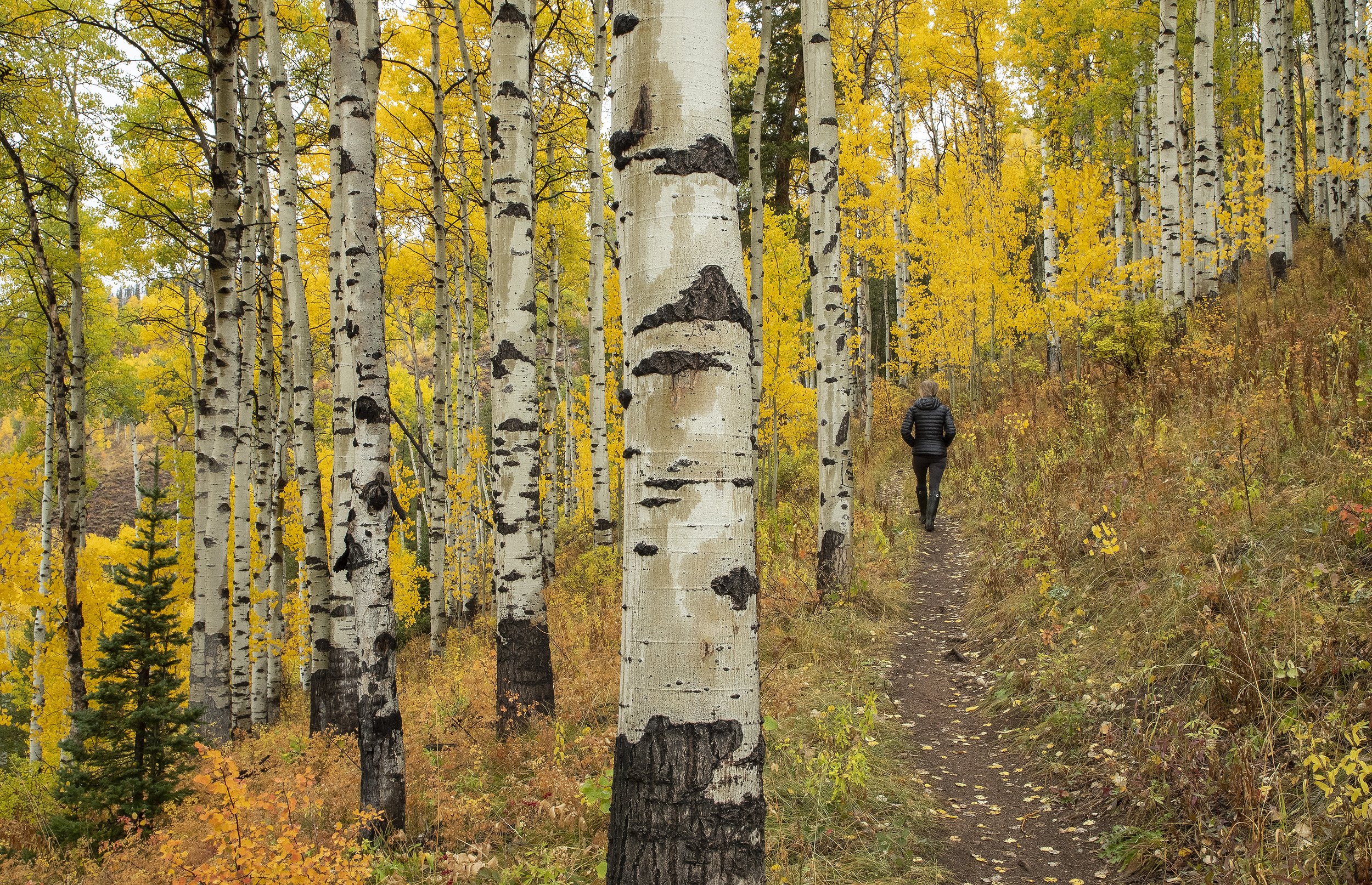 NORTH TRAIL, VAIL