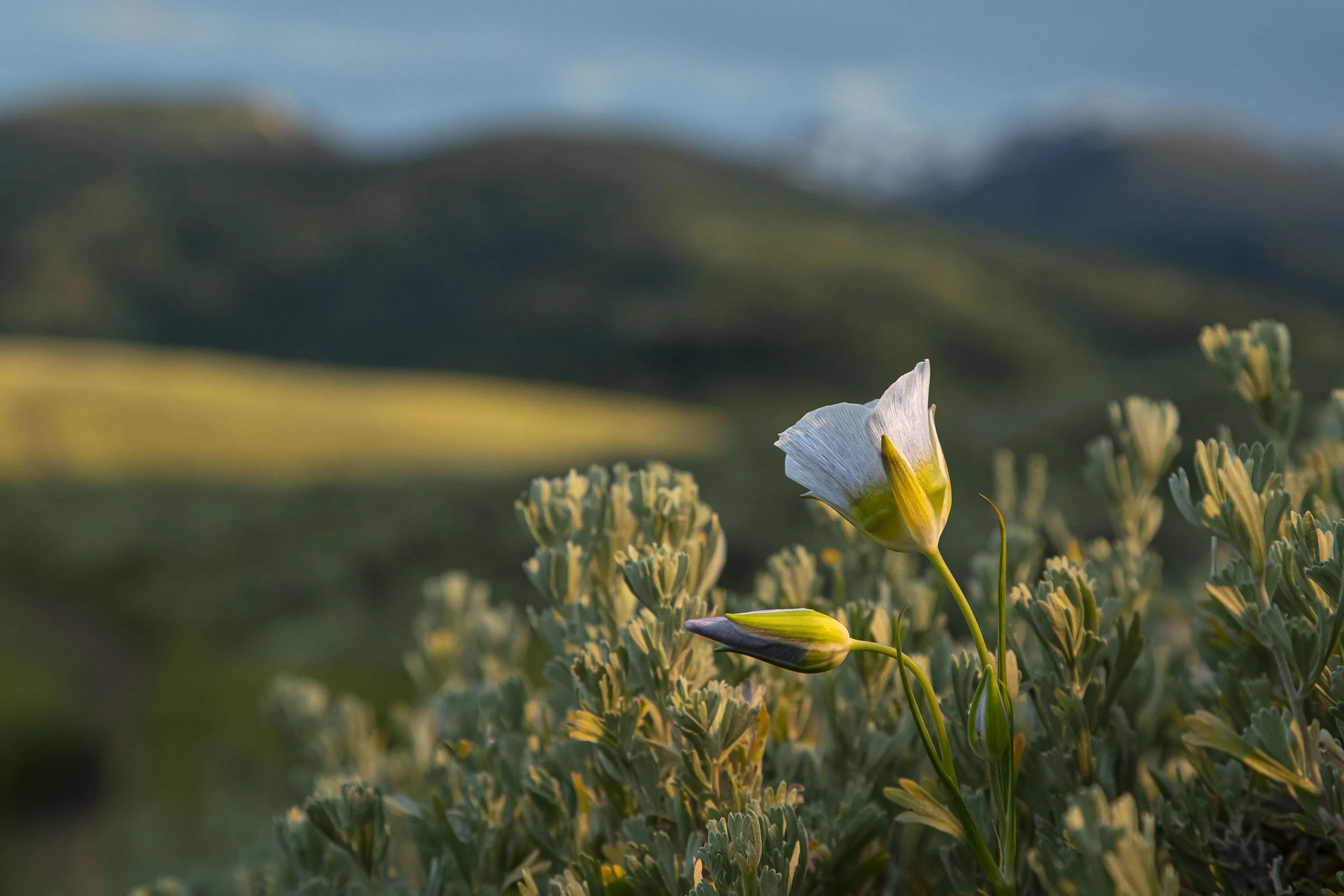 MARIPOSA LILY, WEST AVON PRESERVE