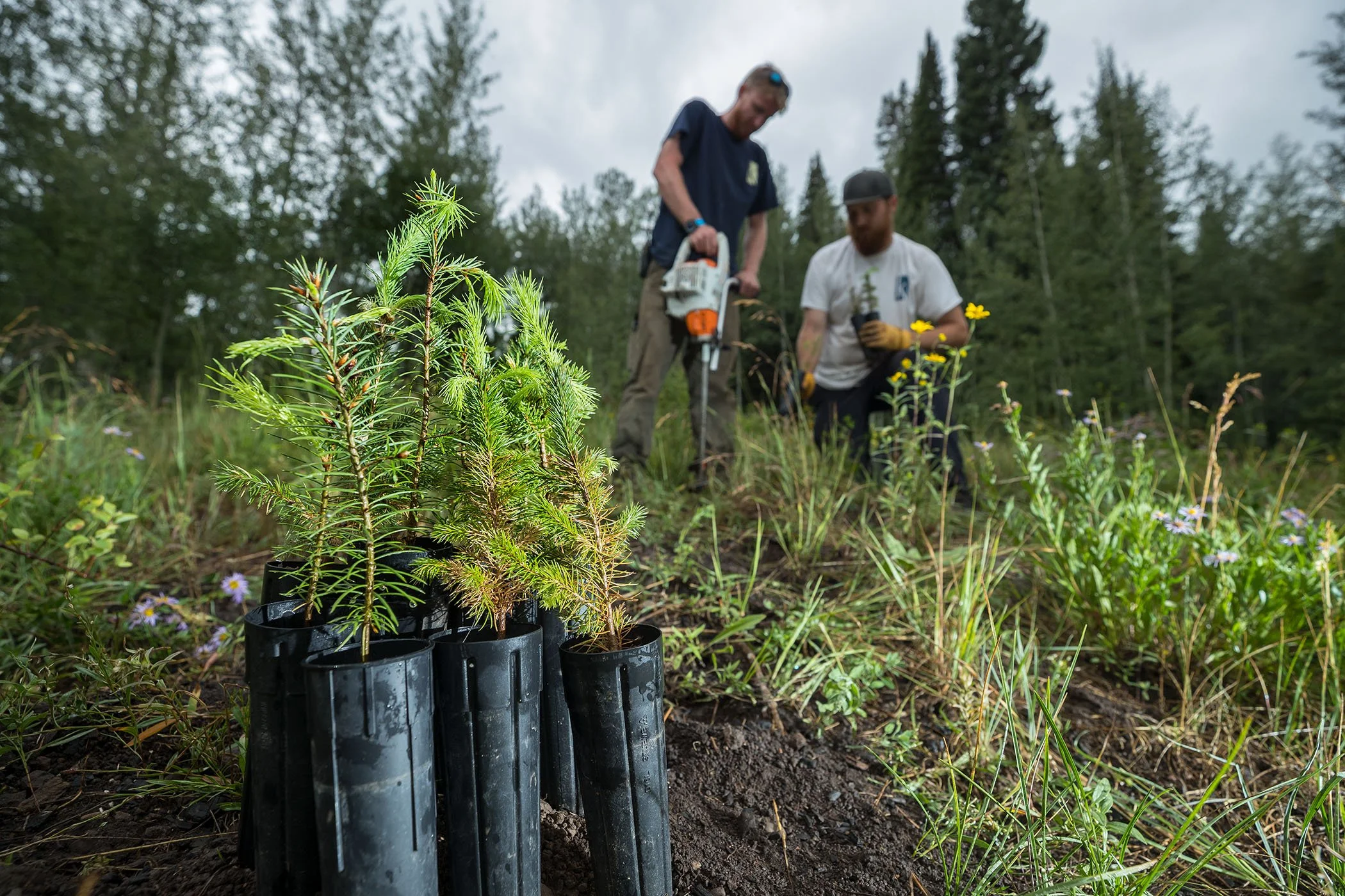 PLANTING DOUGLAS FIR, KNAPP RANCH, LAKE CREEK VALLEY 