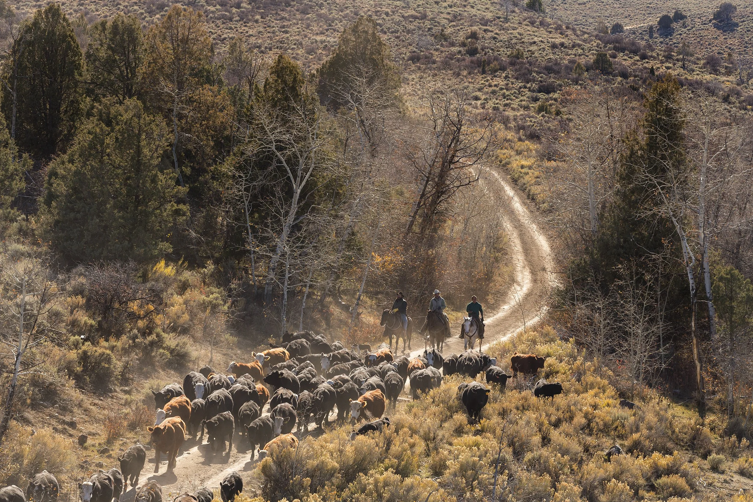 NOTTINGHAM RANCH