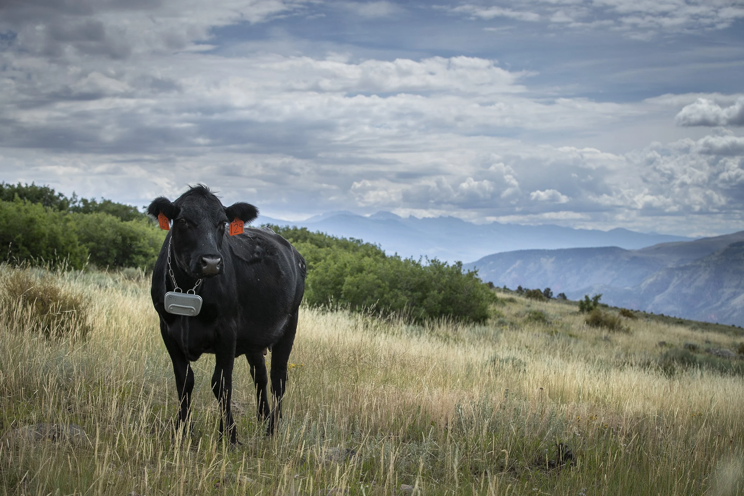 COW WEARING VIRTUAL FENCING TECHNOLOGY, LUARK RANCH NEAR BURNS