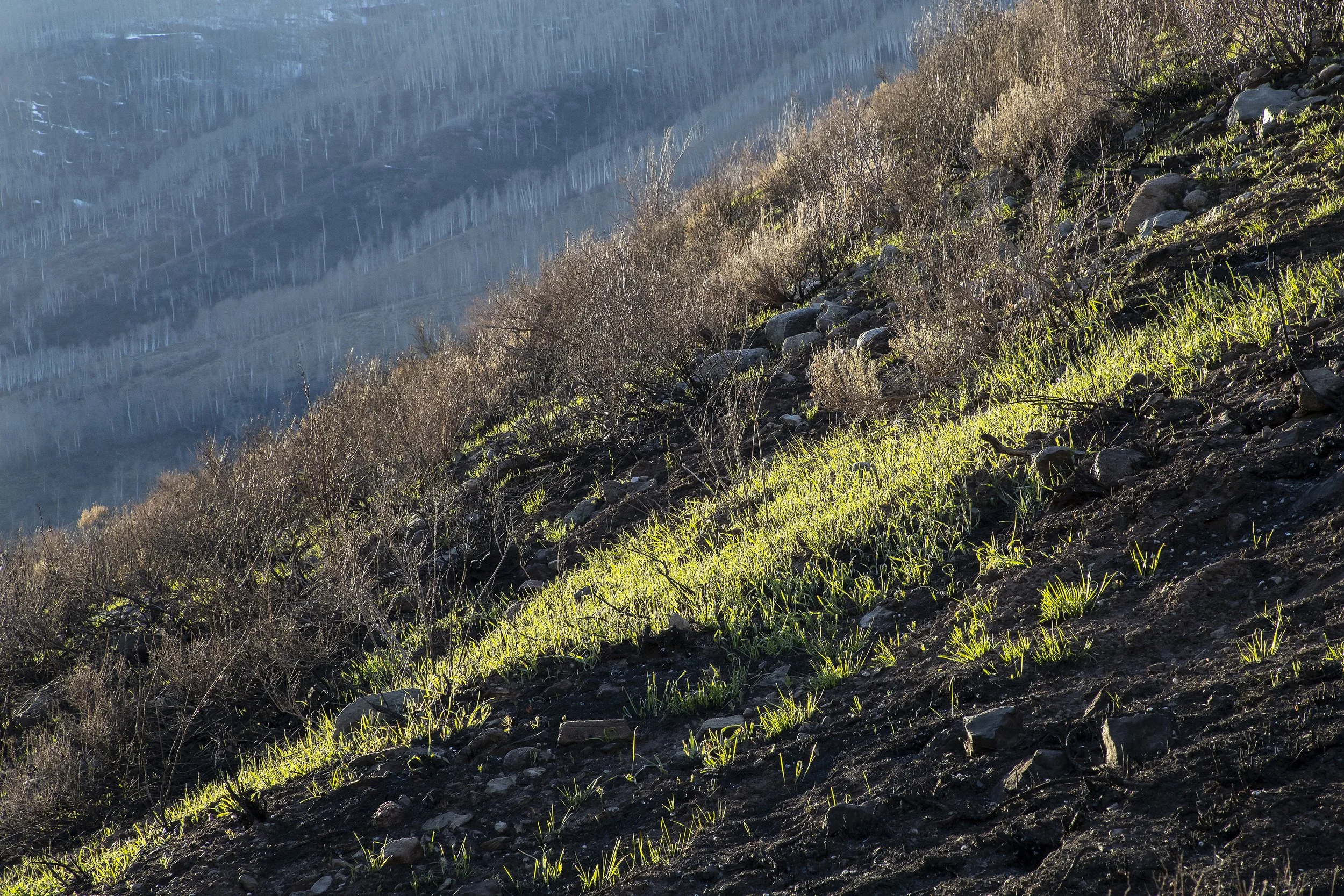 FIRST GROWTH ON PRESCRIBED BURN AREA, EAST VAIL