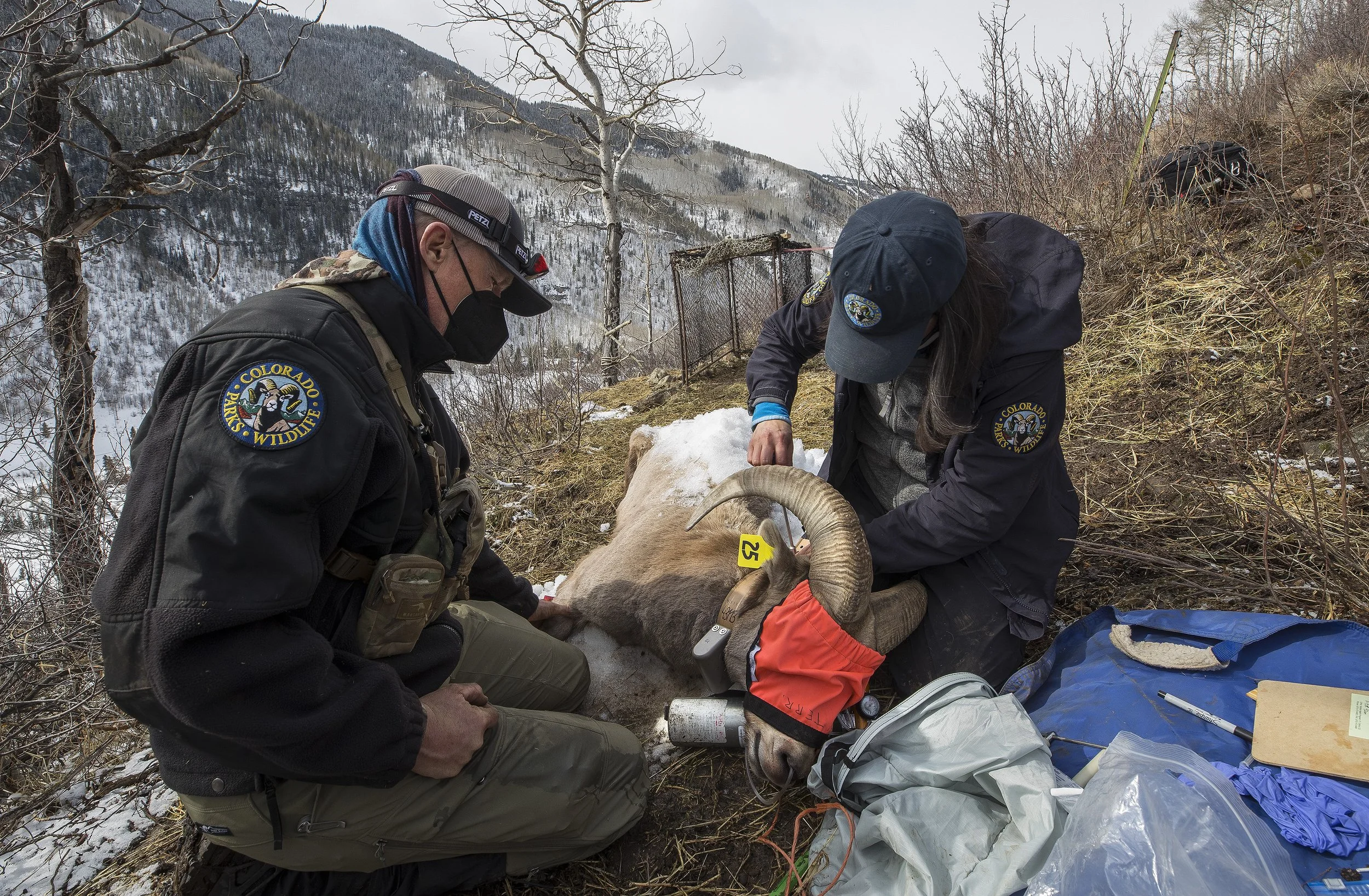 CPW PERSONNEL PERFORMING MEDICAL EXAM ON BIGHORN SHEEP, EAST VAIL
