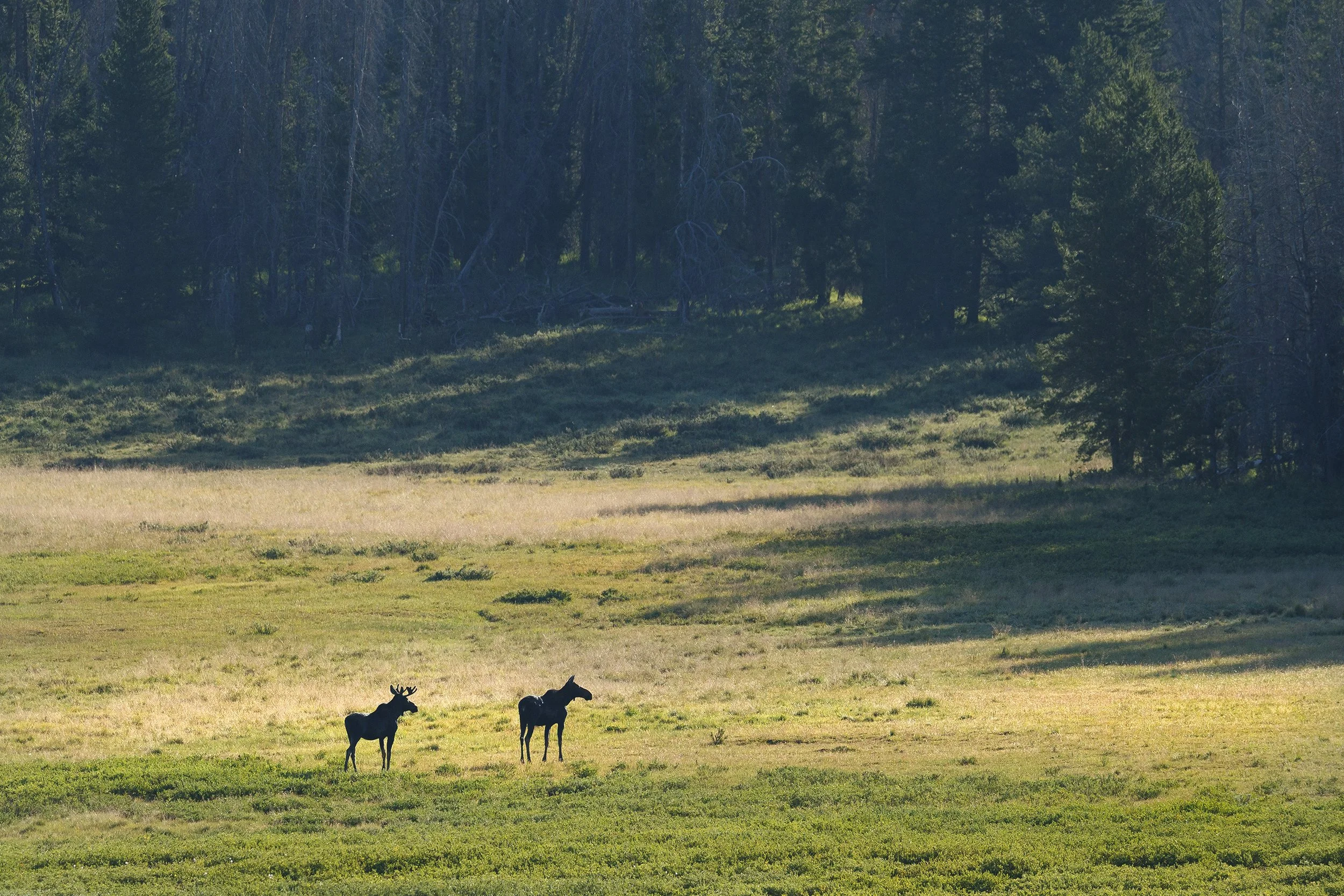 MOOSE PAIR, INDIAN CREEK FEN NORTH OF VAIL 
