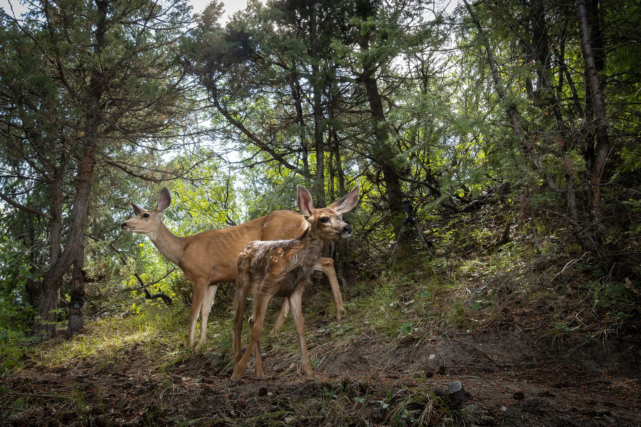DEER DOE AND FAWN, PROTECTED LAND NEAR CORDILLERA (Camera Trap Image)