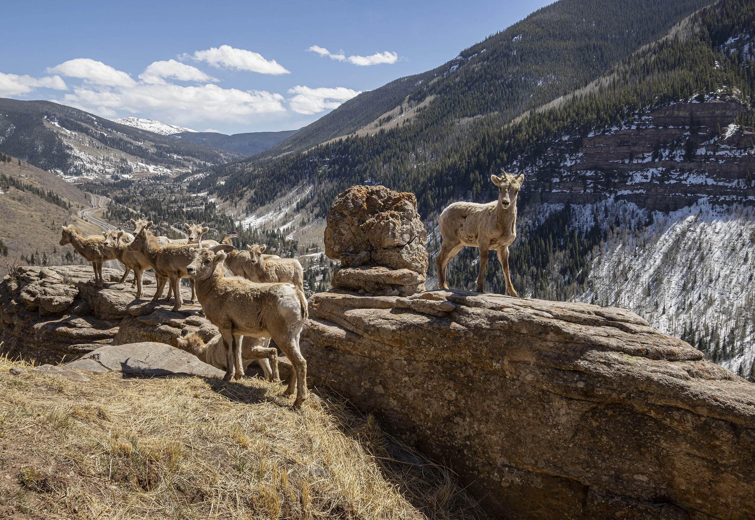 BIGHORN SHEEP ABOVE EAST VAIL (Camera Trap Image)