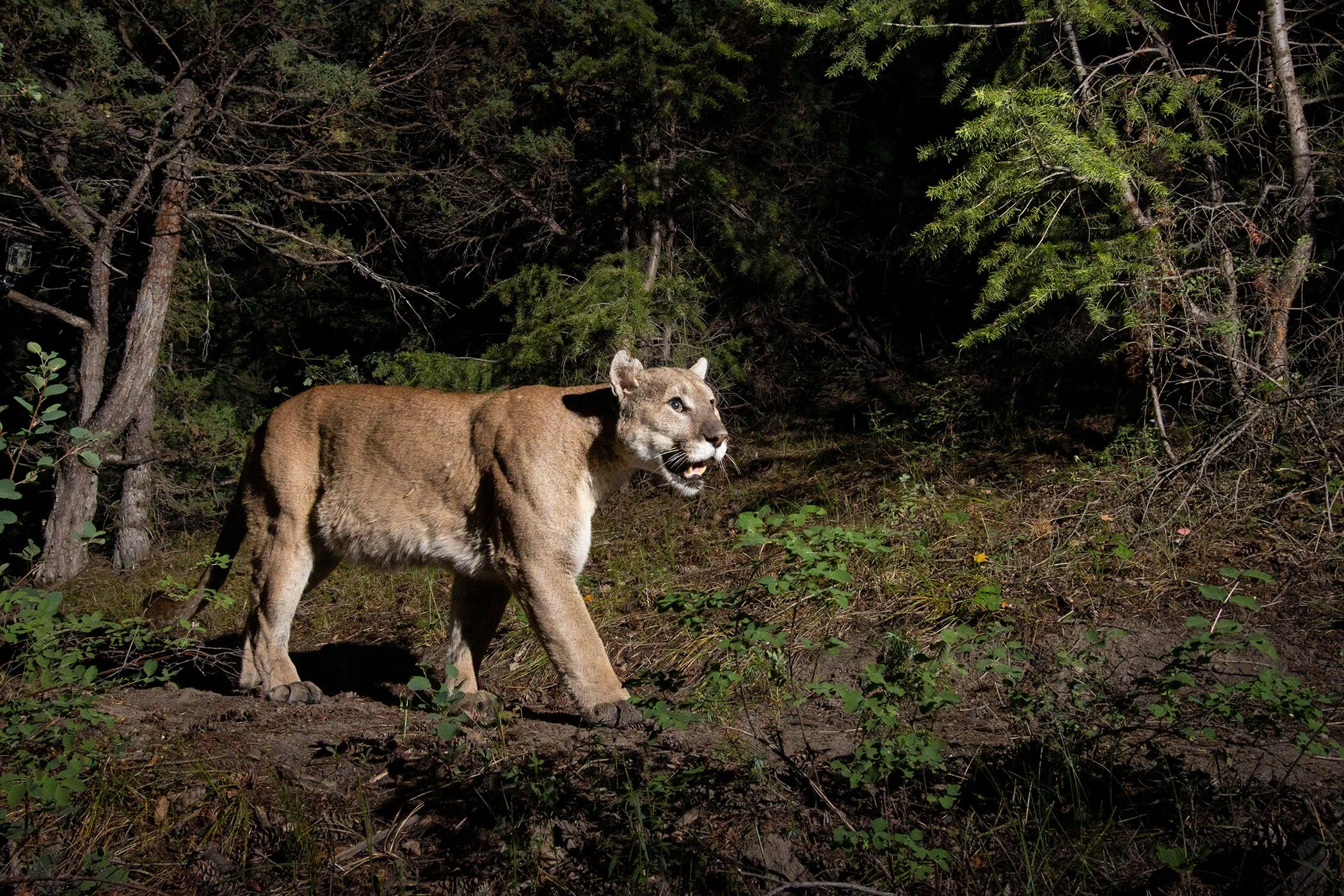 MOUNTAIN LION ON PROTECTED LAND NEAR CORDILLERA (Camera Trap Image) 
