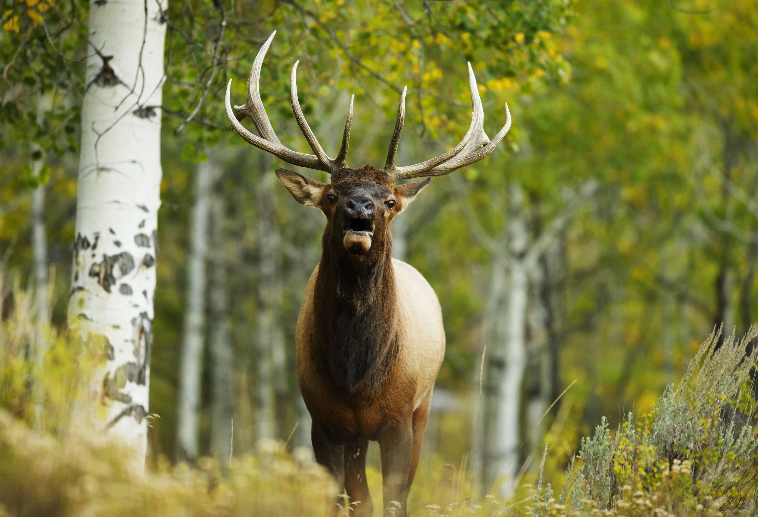 BULL ELK, AUTUMN, EAGLE COUNTY