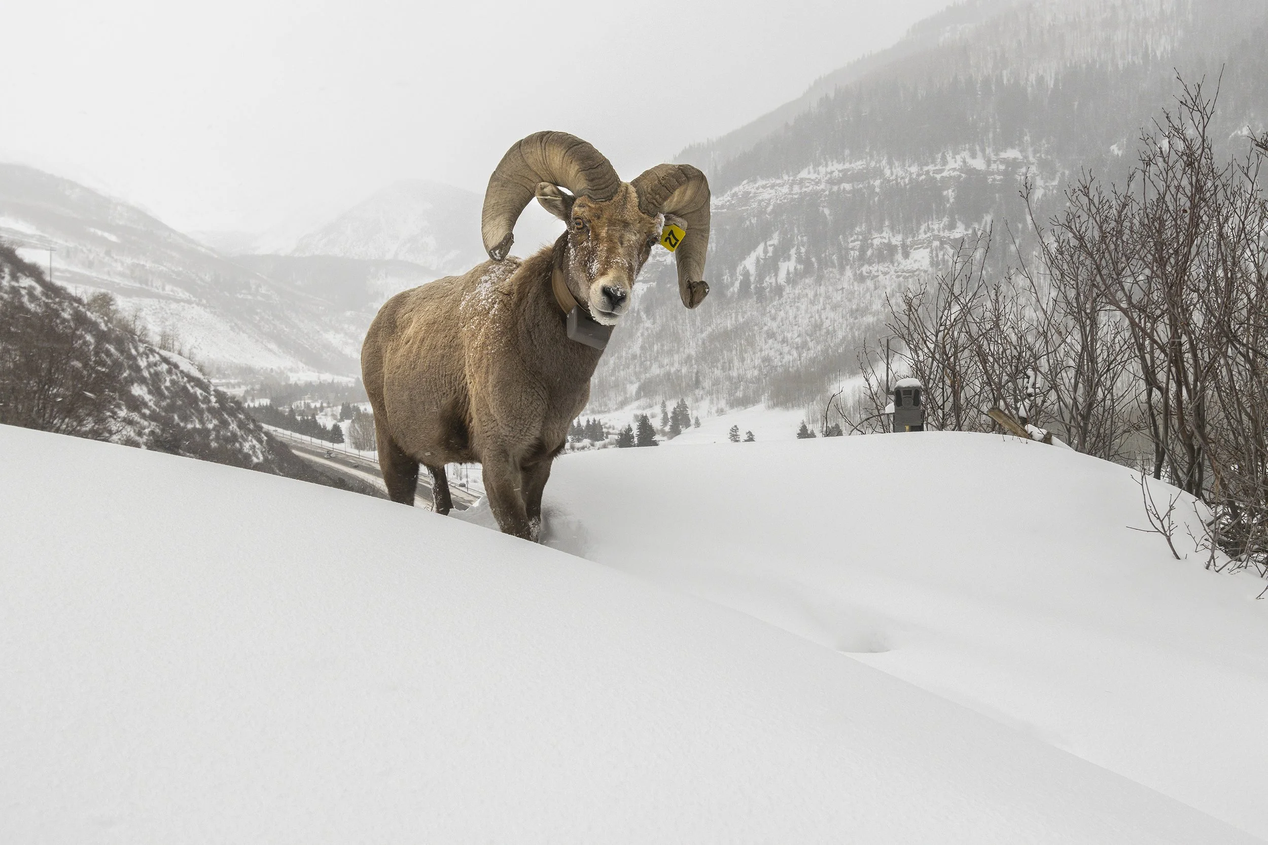 BIGHORN RAM, EAST VAIL (Camera Trap Image) 