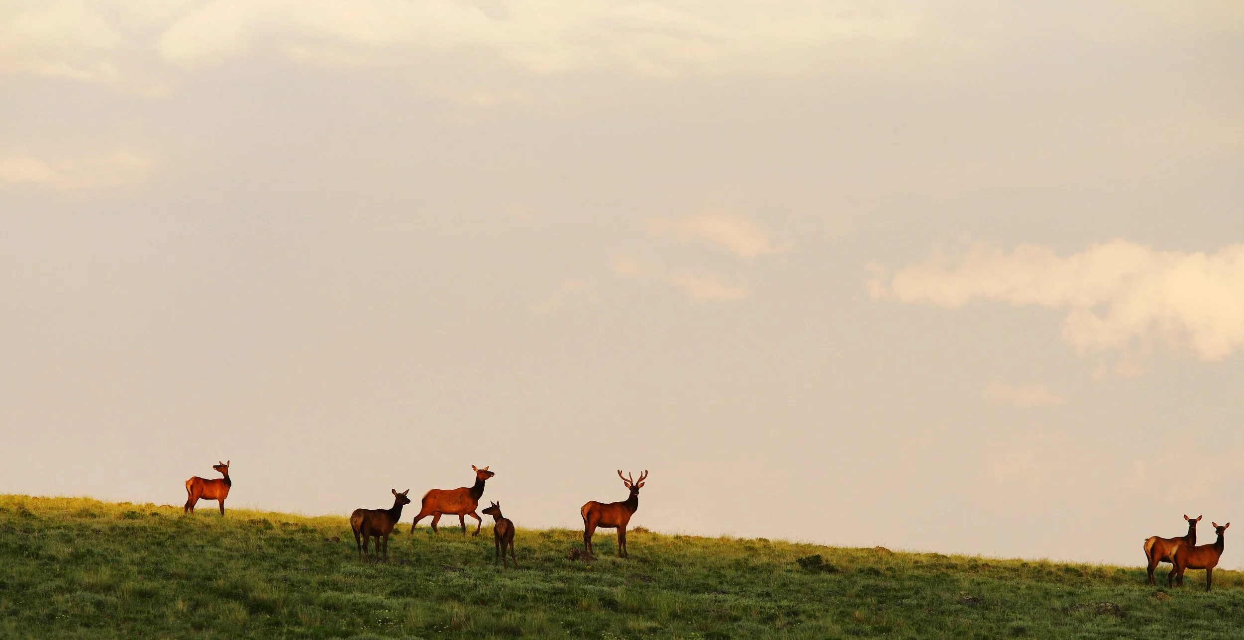 ELK ENJOYING THE LAST MOMENT OF SUN, CASTLE PEAK RANCH