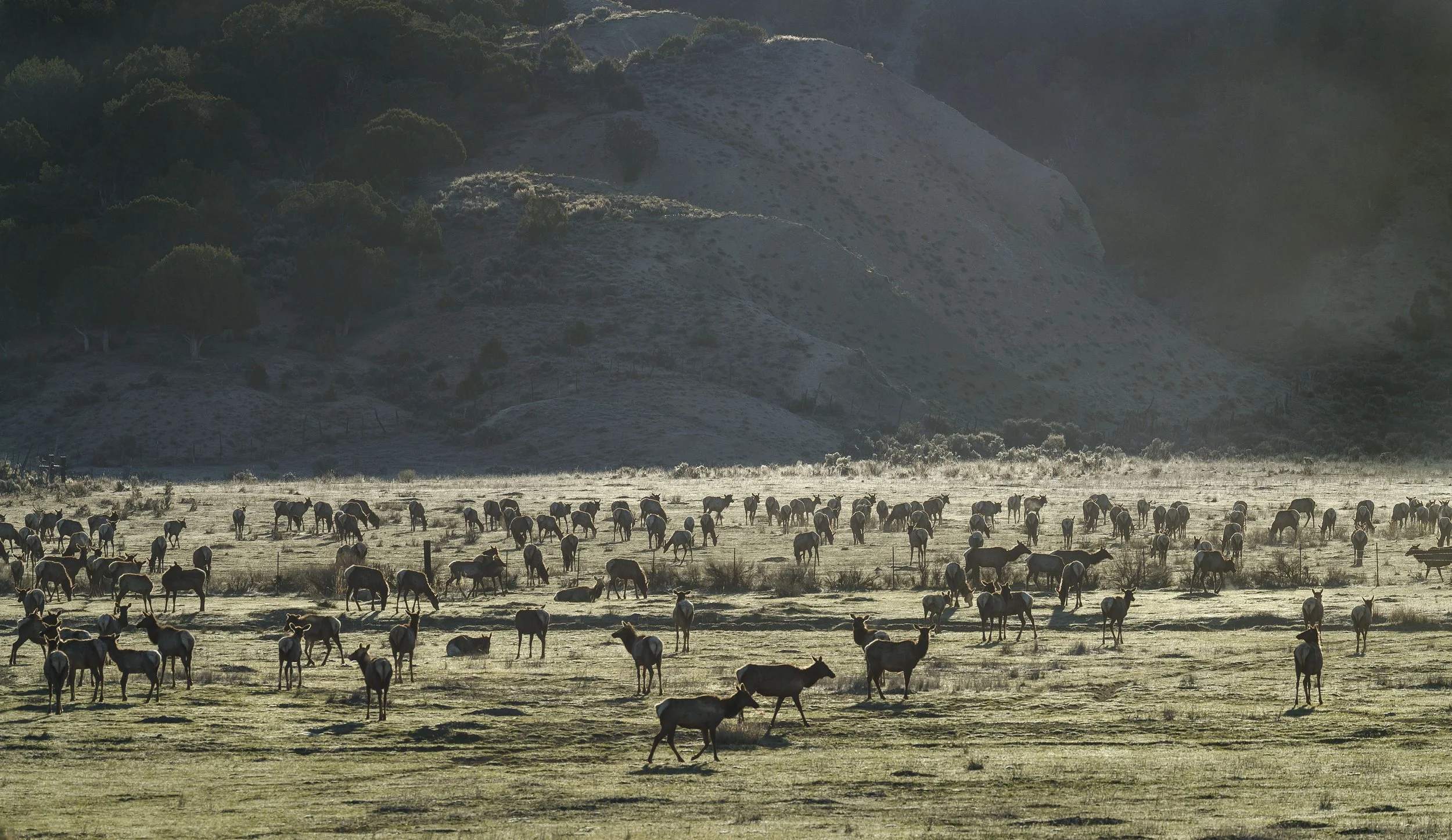 ELK AND DEER HERD, BRUSH CREEK VALLEY RANCH